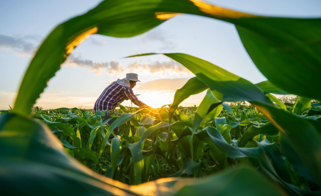 Farmer in a checkered shirt and wide-brim hat working in a lush green cornfield at sunset.