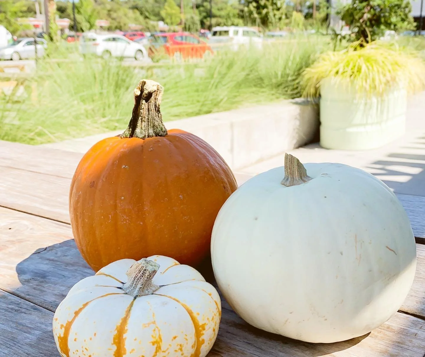 Calling all dog owners 🐾

Announcing the Spooktacular Doggie Halloween Costume Competition ... 🎃🐶

Join us in Gateway Plaza on Saturday, October 21st, from 11:30 a.m. - 4 p.m. for an afternoon of costume viewing, photos, and winner announcements! 