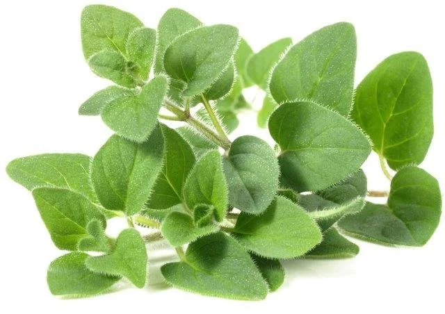 oregano.jpg