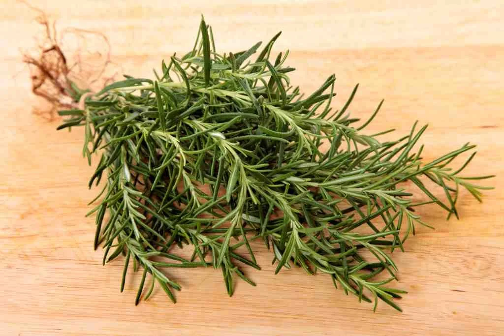 rosemary.jpg