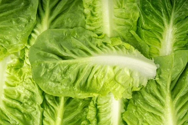 baby+romaine+leaves.webp