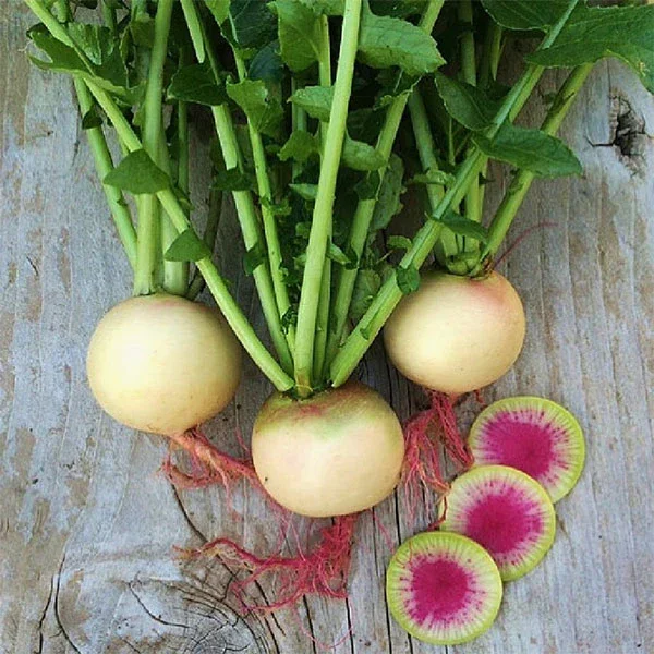 watermelon radish.webp