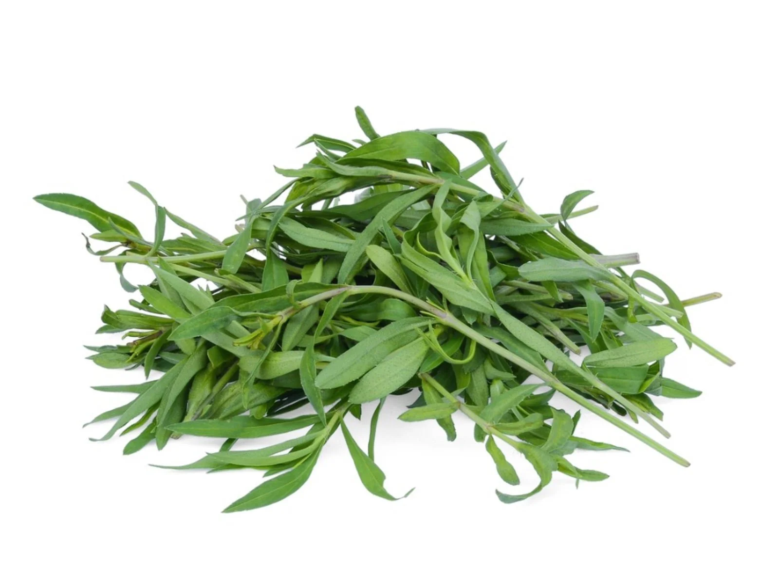 tarragon .jpg
