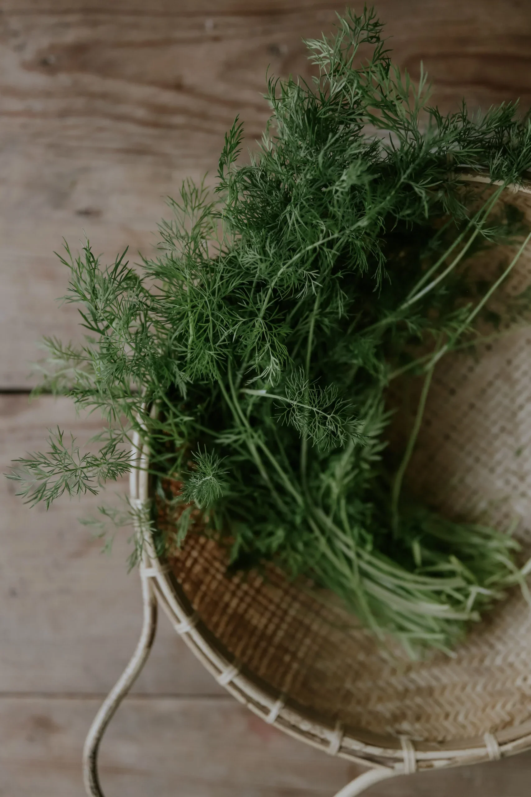 gron-dill-common-dill-01-scaled.webp