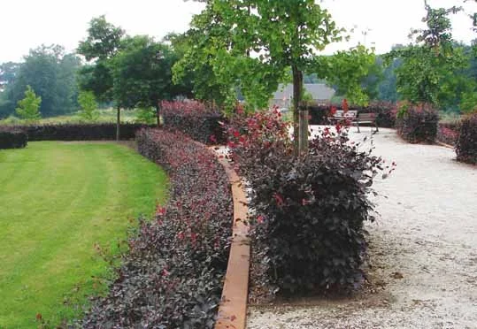 begraafplaats kranenburg.jpg