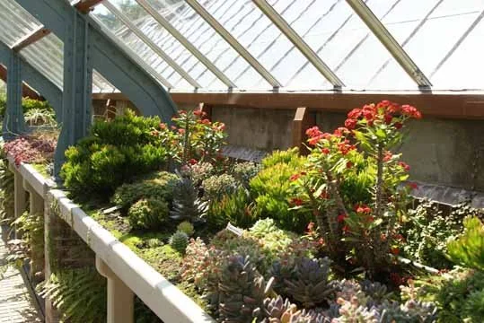 hortus utrecht copijn.jpg