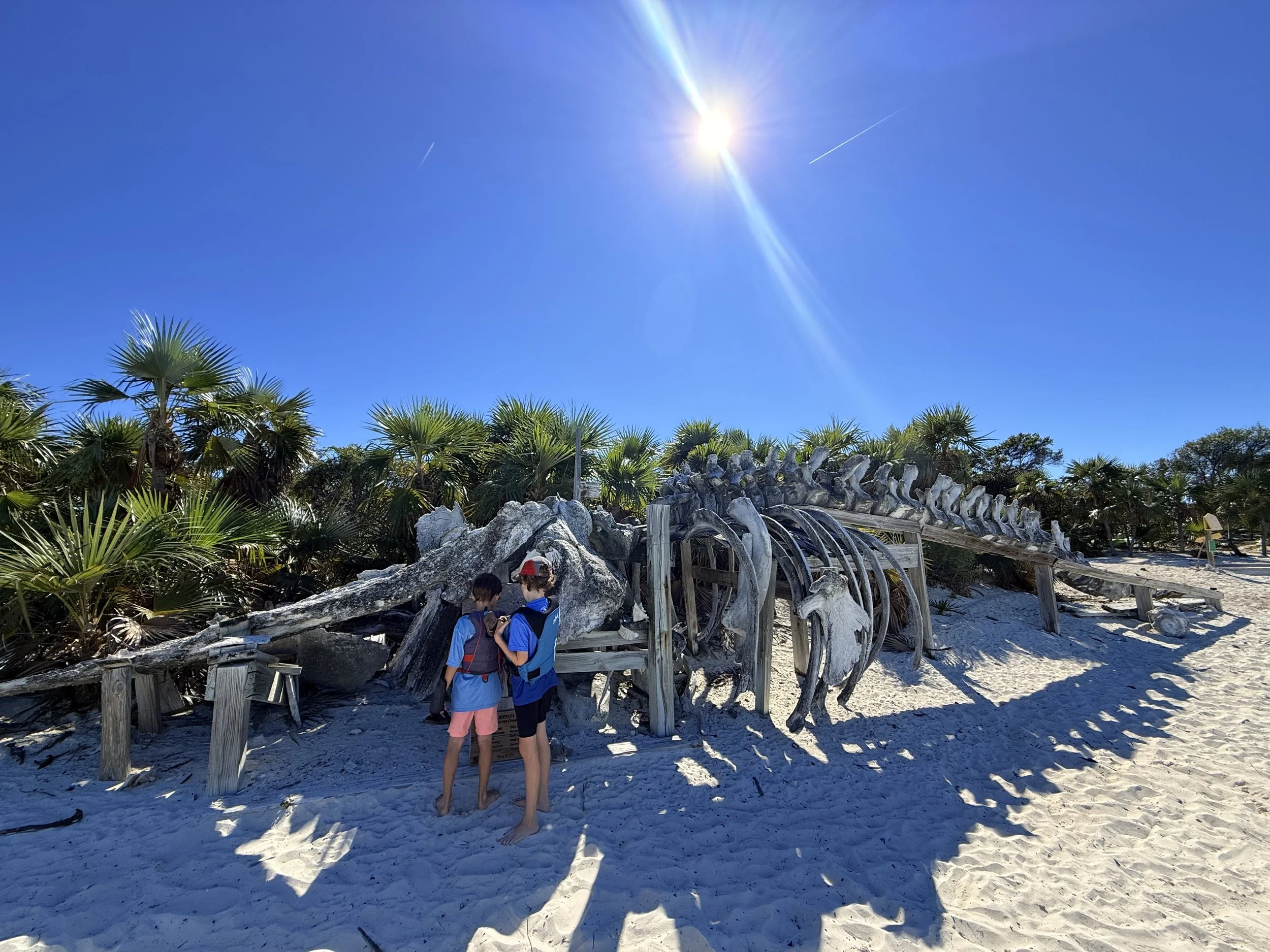 52 foot sperm whale skeleton. died by plastic bag ingestion 1995