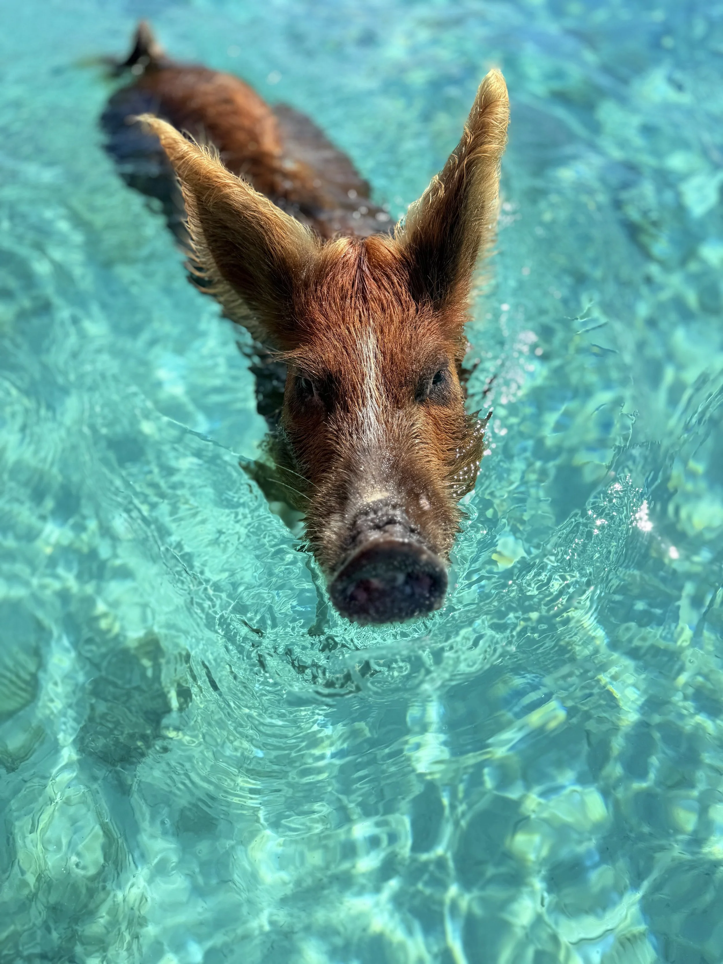 Staniel Cay to Georgetown 