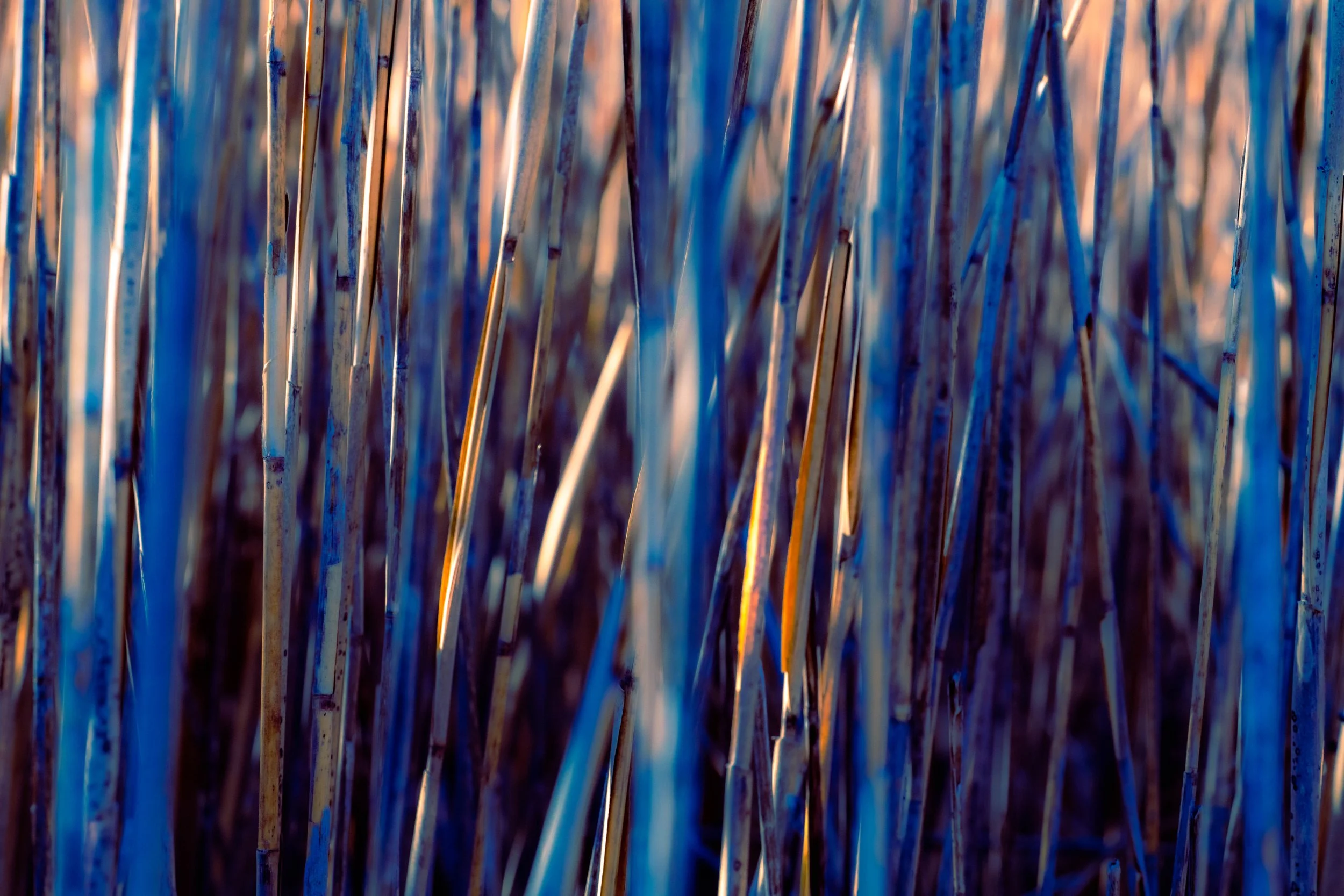 Plum Island Park 9.jpg