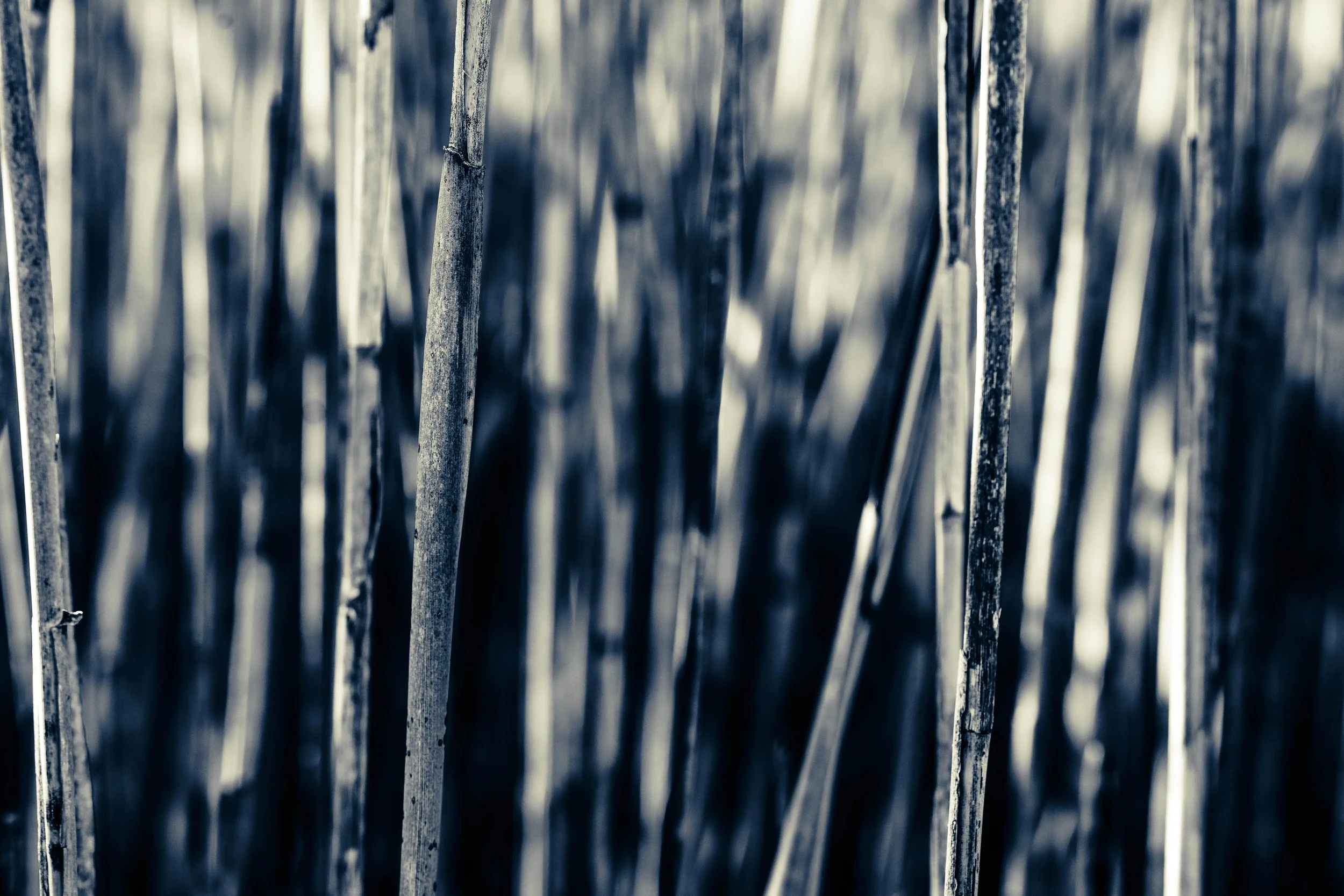 Plum Island 4.jpg