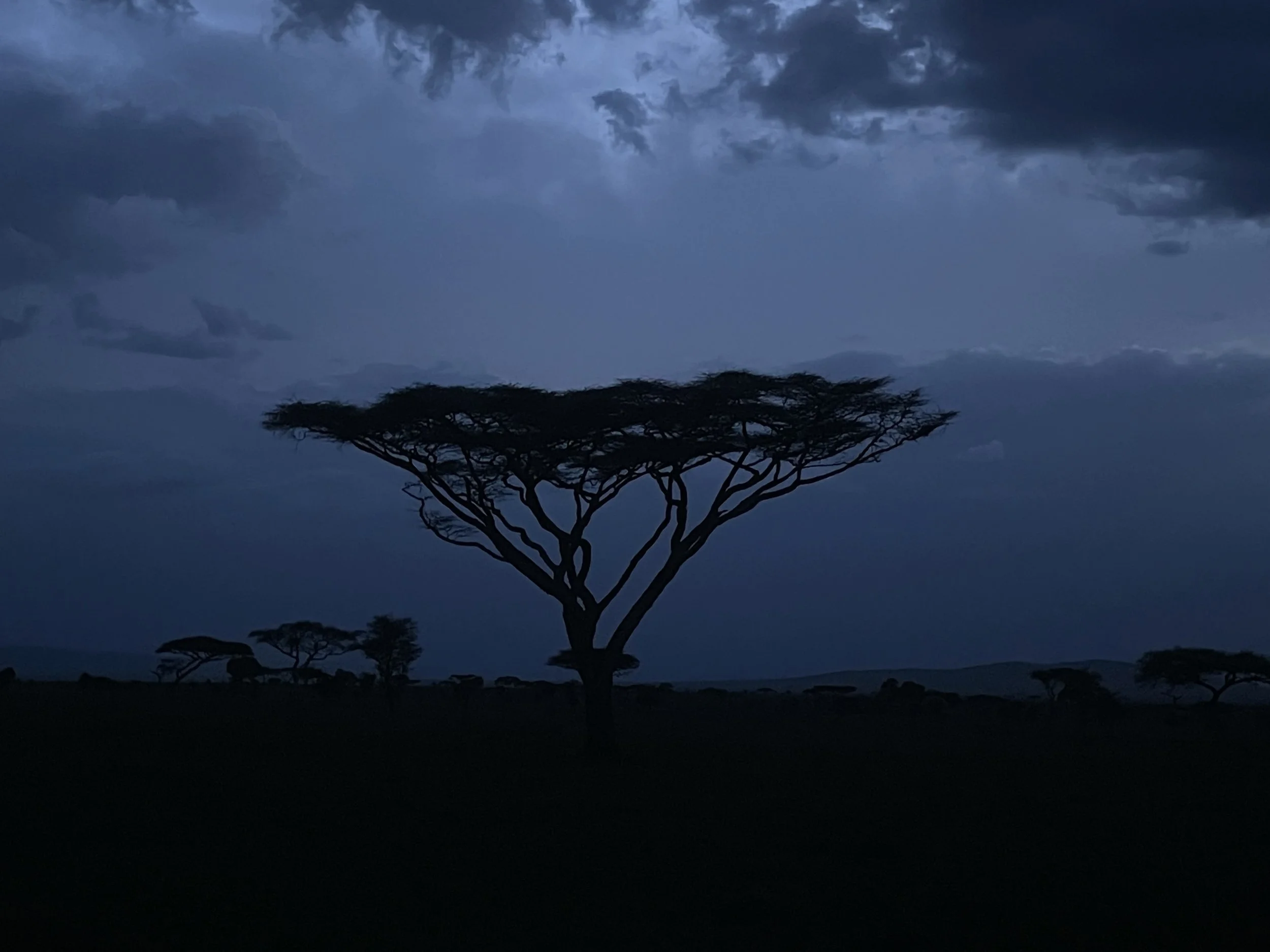 serengeti acacia