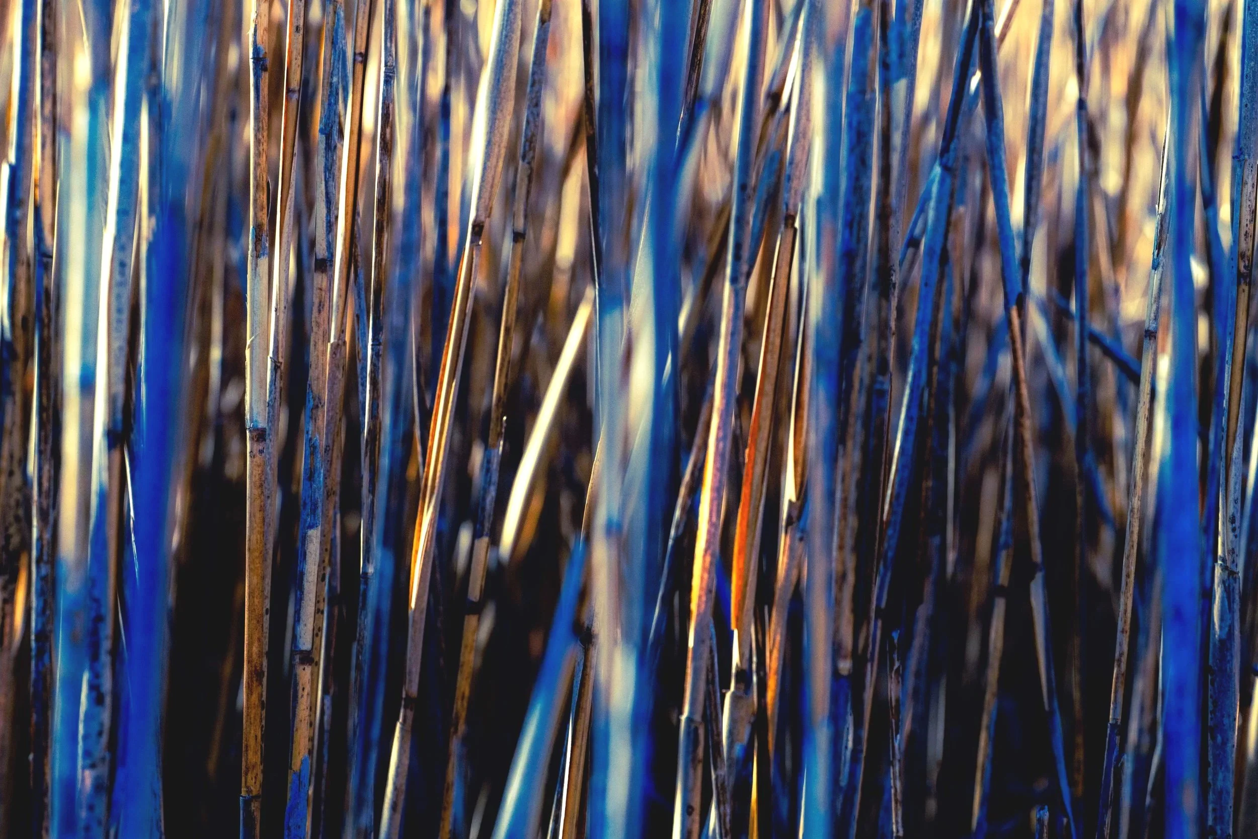 Plum Island tryptich #2