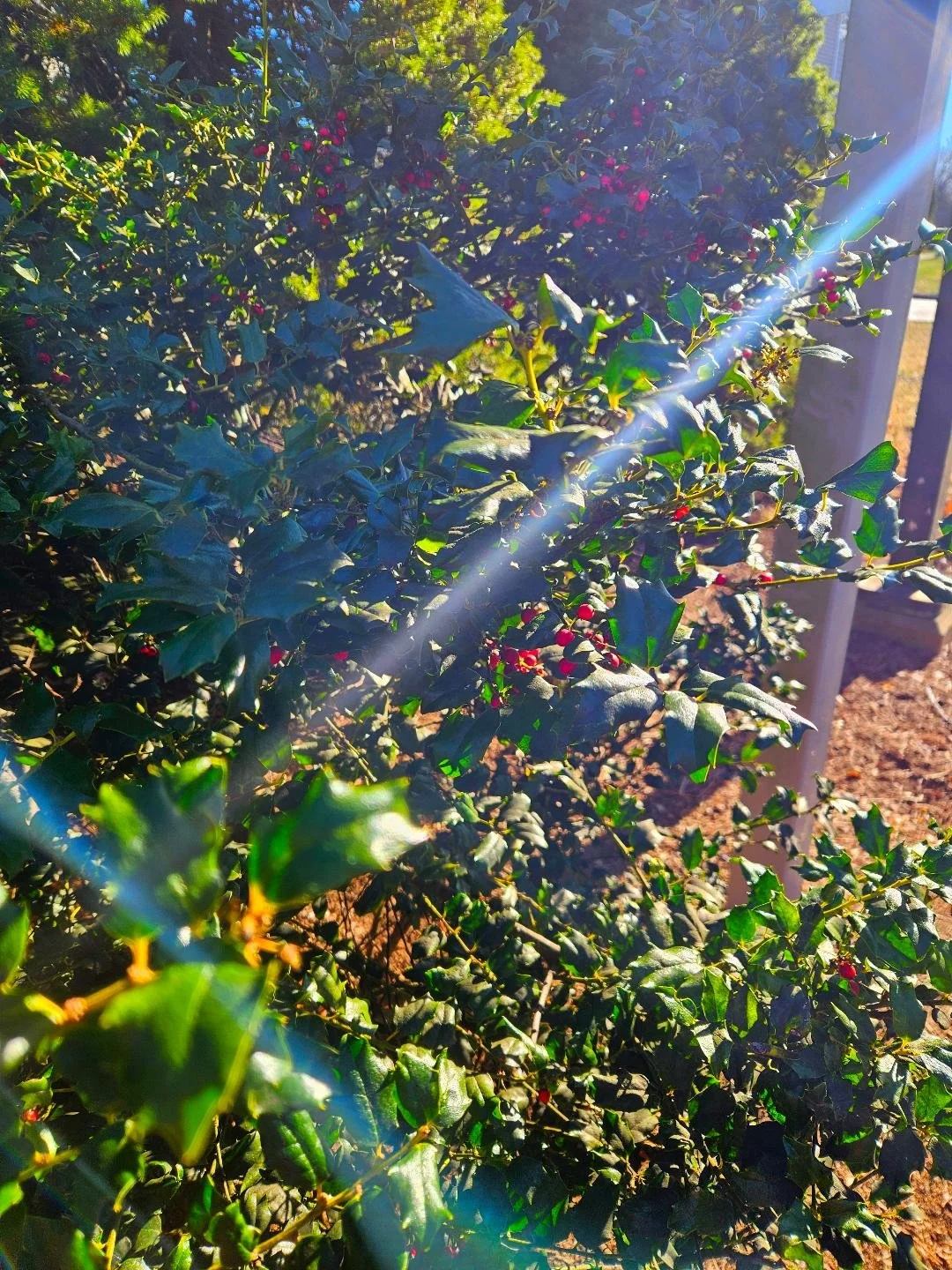 The future of my Hope