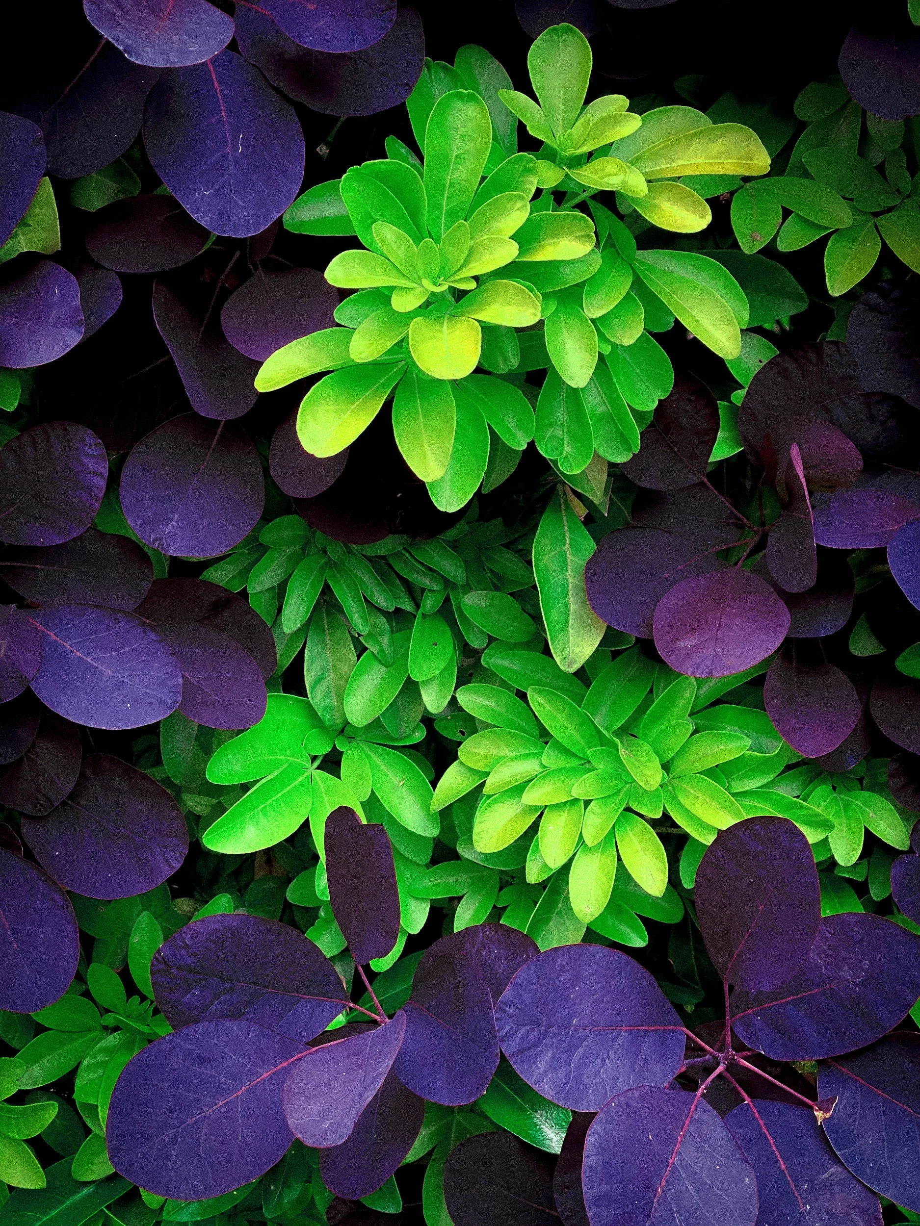 Close-up of green and purple leaves in a garden