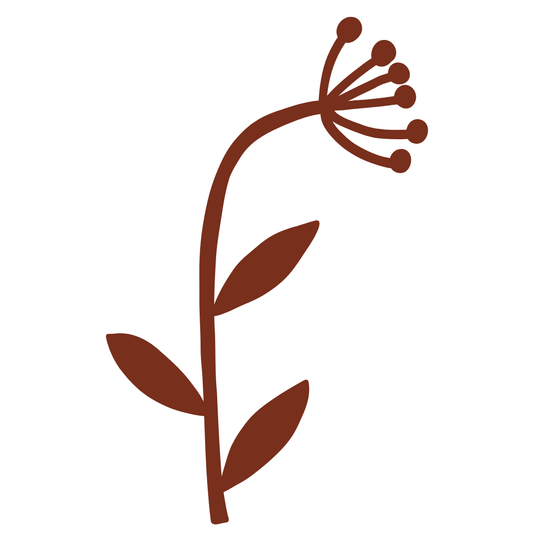 Brown line drawing of a flowering plant with a tall stem, three leaves, and a cluster of small round flowers at the top.