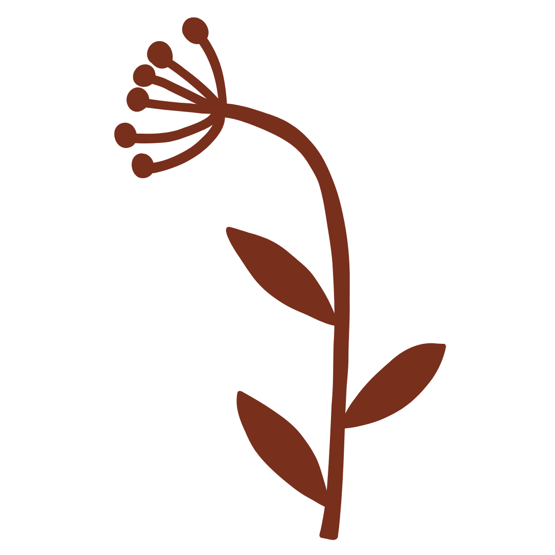 Simple brown line drawing of a flowering plant with a curved stem, oval leaves, and a cluster of rounded flower buds at the top.