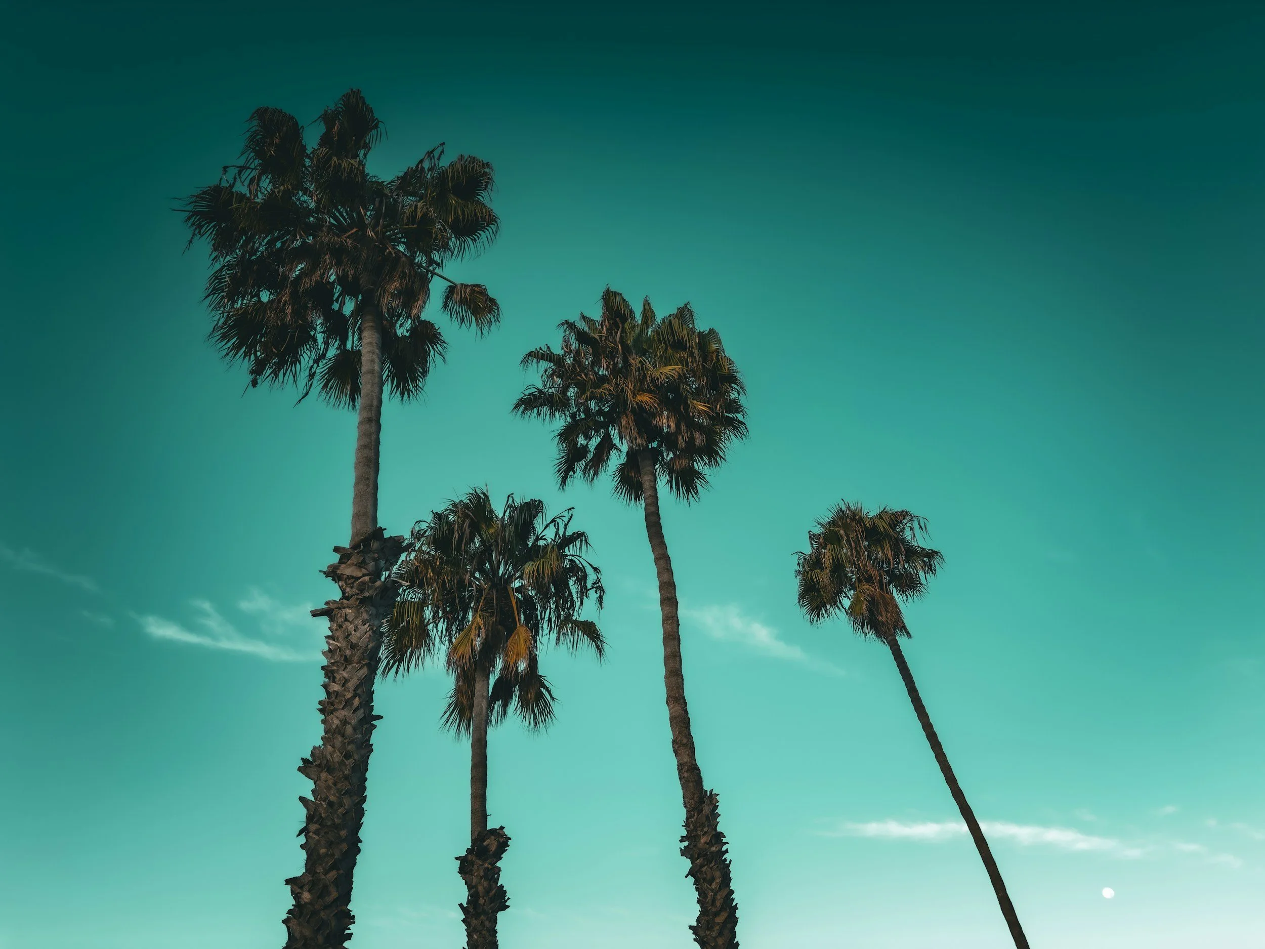 Four tall palm trees against a clear sky with a small moon visible at the bottom right.
