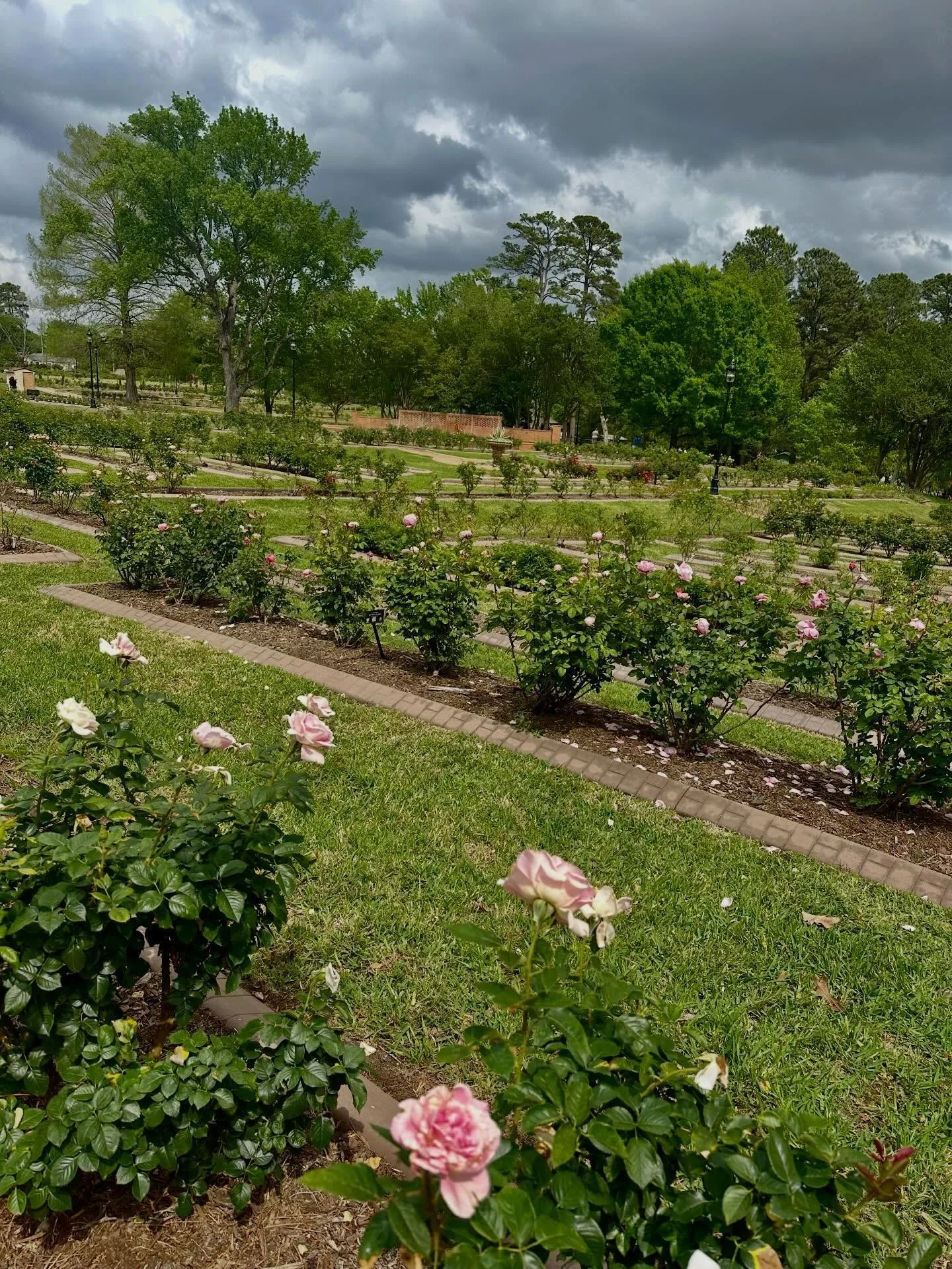 Happy Earth Day 🌎🌹

We&rsquo;re lucky to be just minutes from the beautiful Tyler Rose Garden, a place that reminds us how special this season of bloom really is. Inspired by that beauty, we&rsquo;ve recently planted our own roses at Greyhound Inn 
