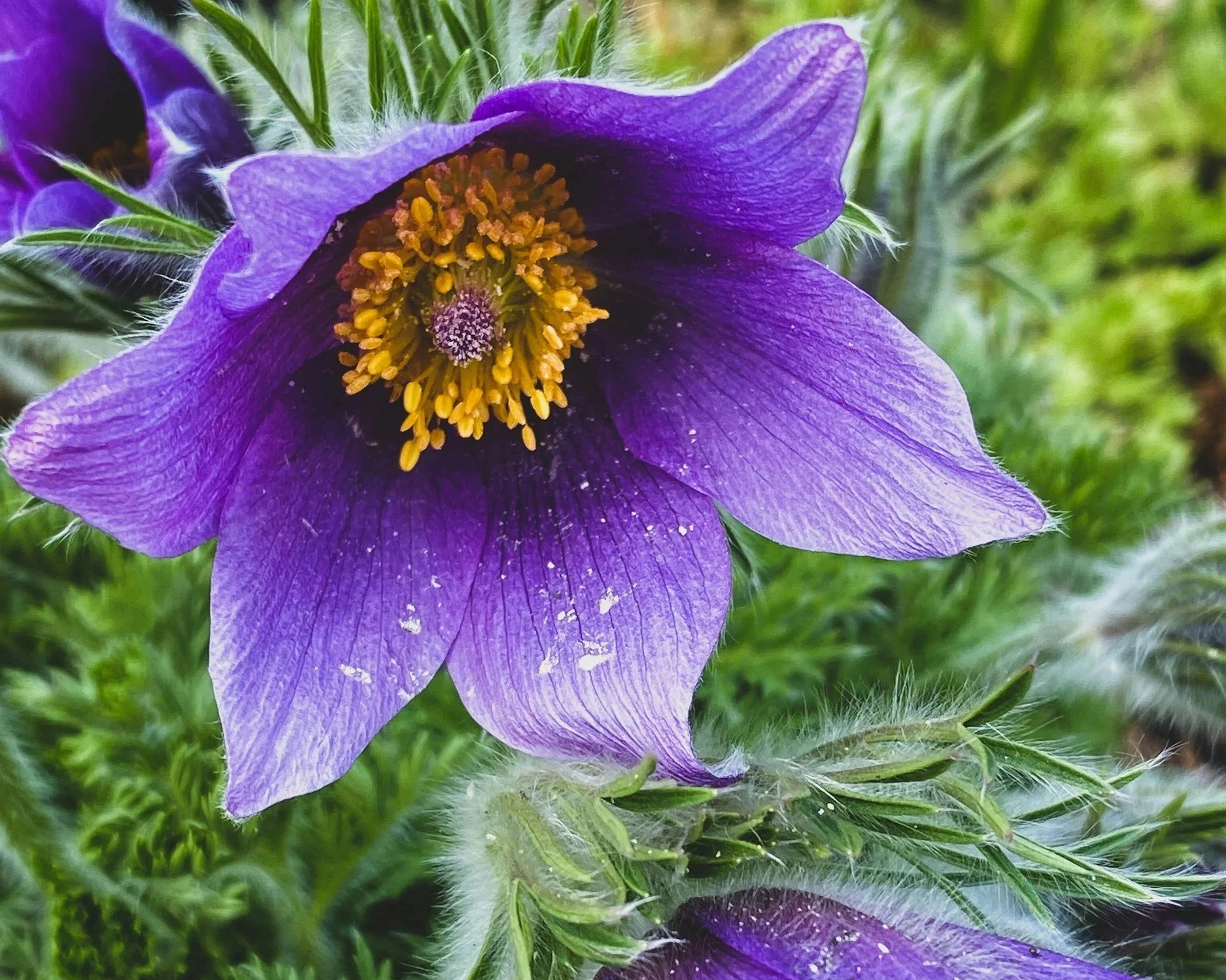 Don’t Pasque Me By