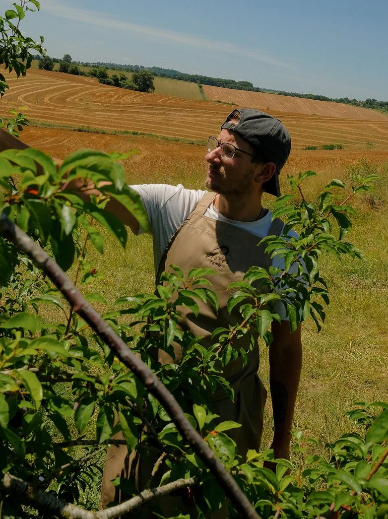 Man wearing a cap, glasses, and apron, picking fruit from a tree in an open field with hilly farmland in the background.