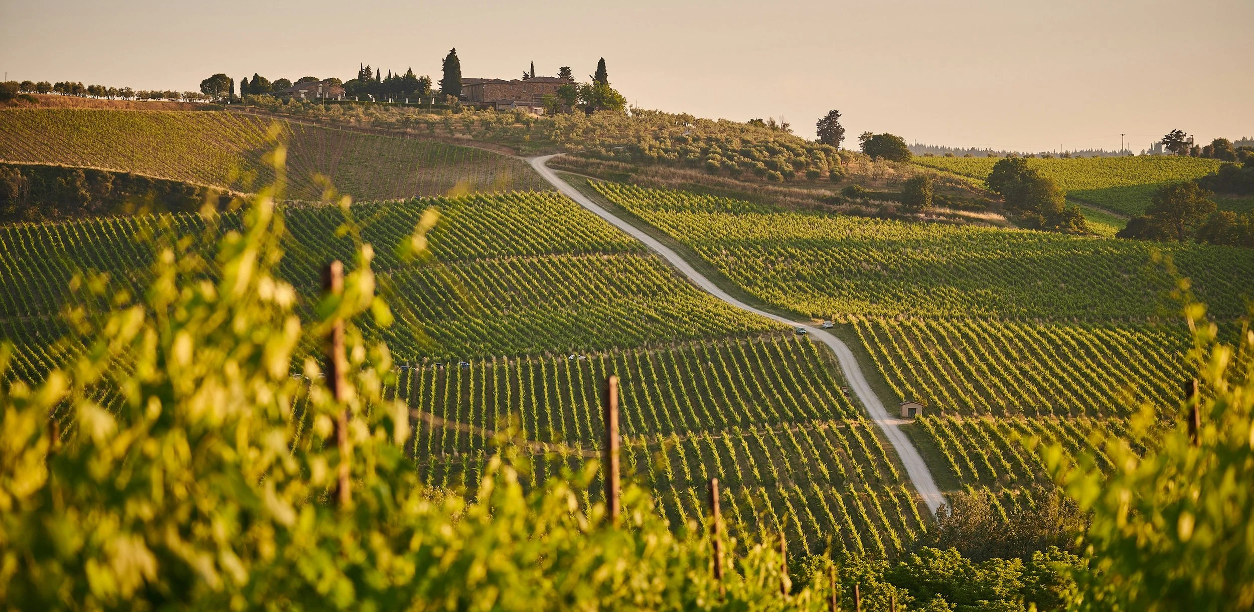 Vineyard on rolling hills with a winding dirt road and scattered trees at sunset.