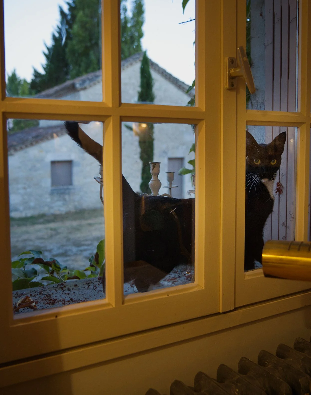 Two black and white cats looking through a window with divided panes. One cat is sitting inside near the window, while the other is outside on a ledge.