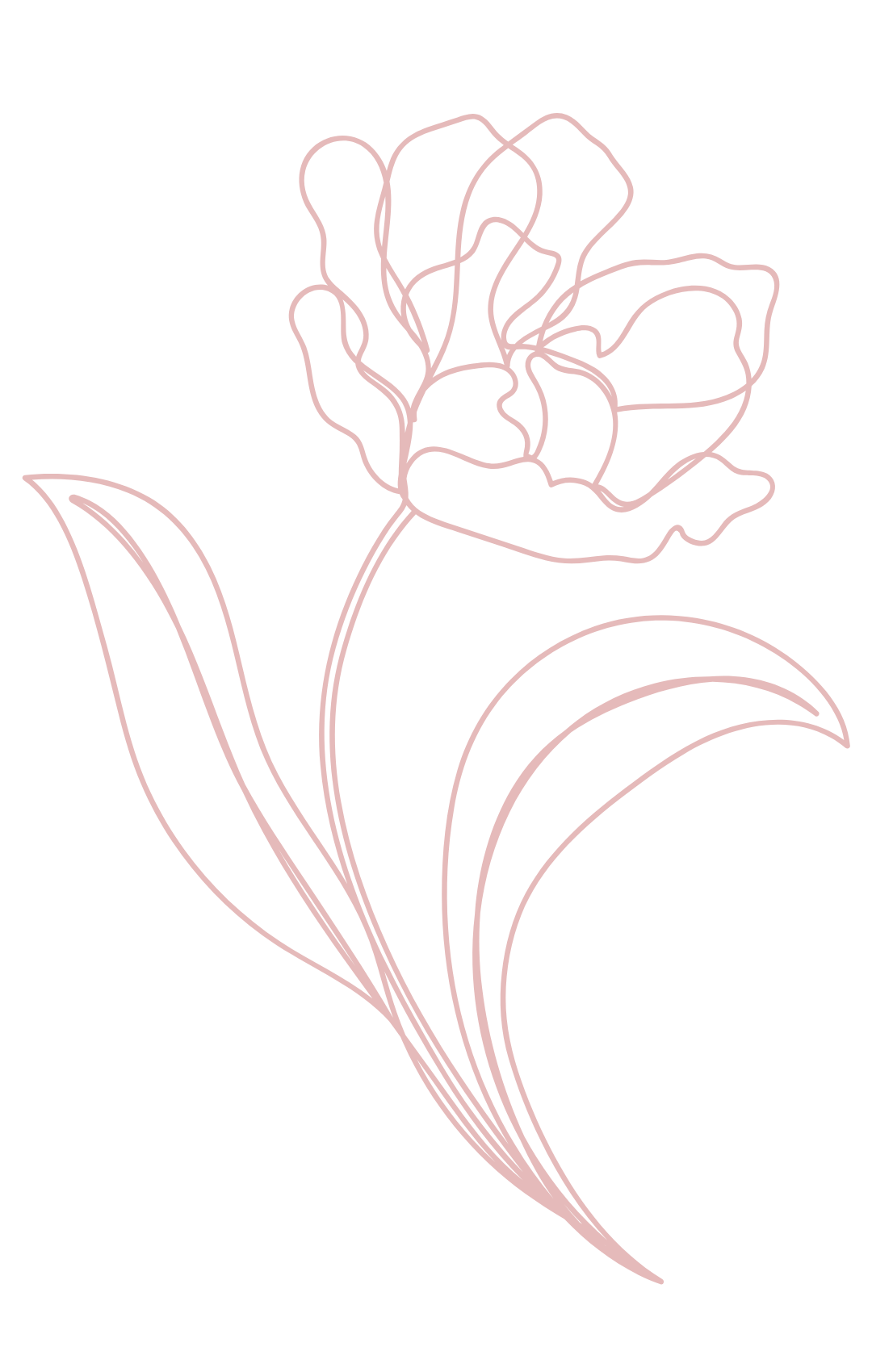 pink bonita flower icon