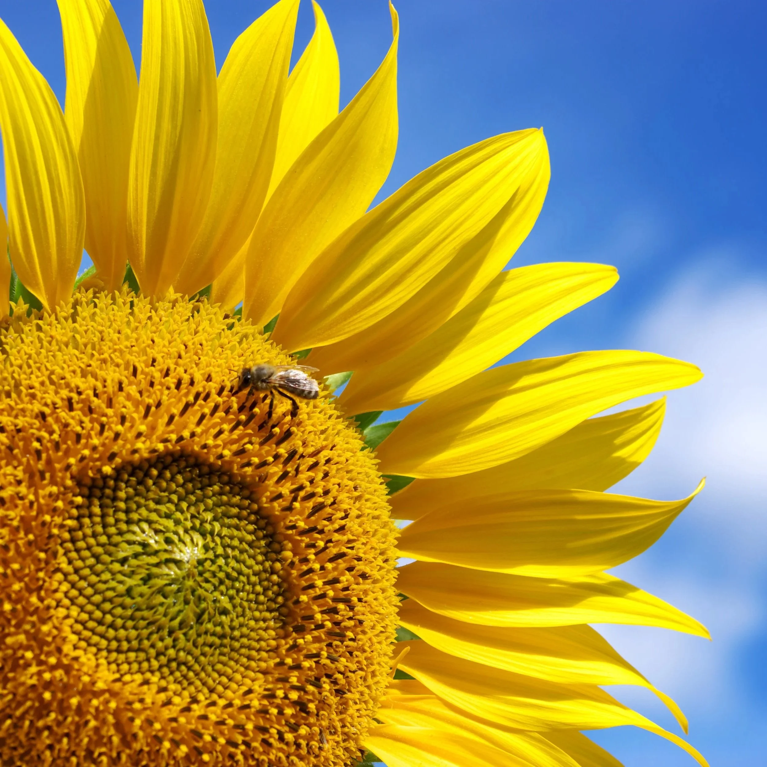 Sunflower with honey bee