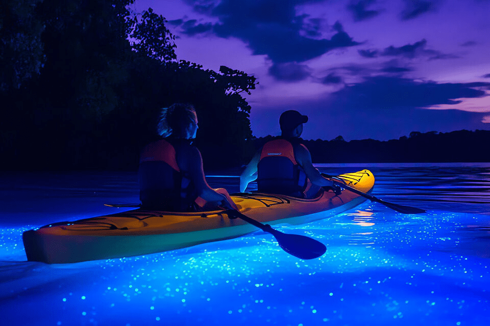 kayak-krabi-bioluminescent.png