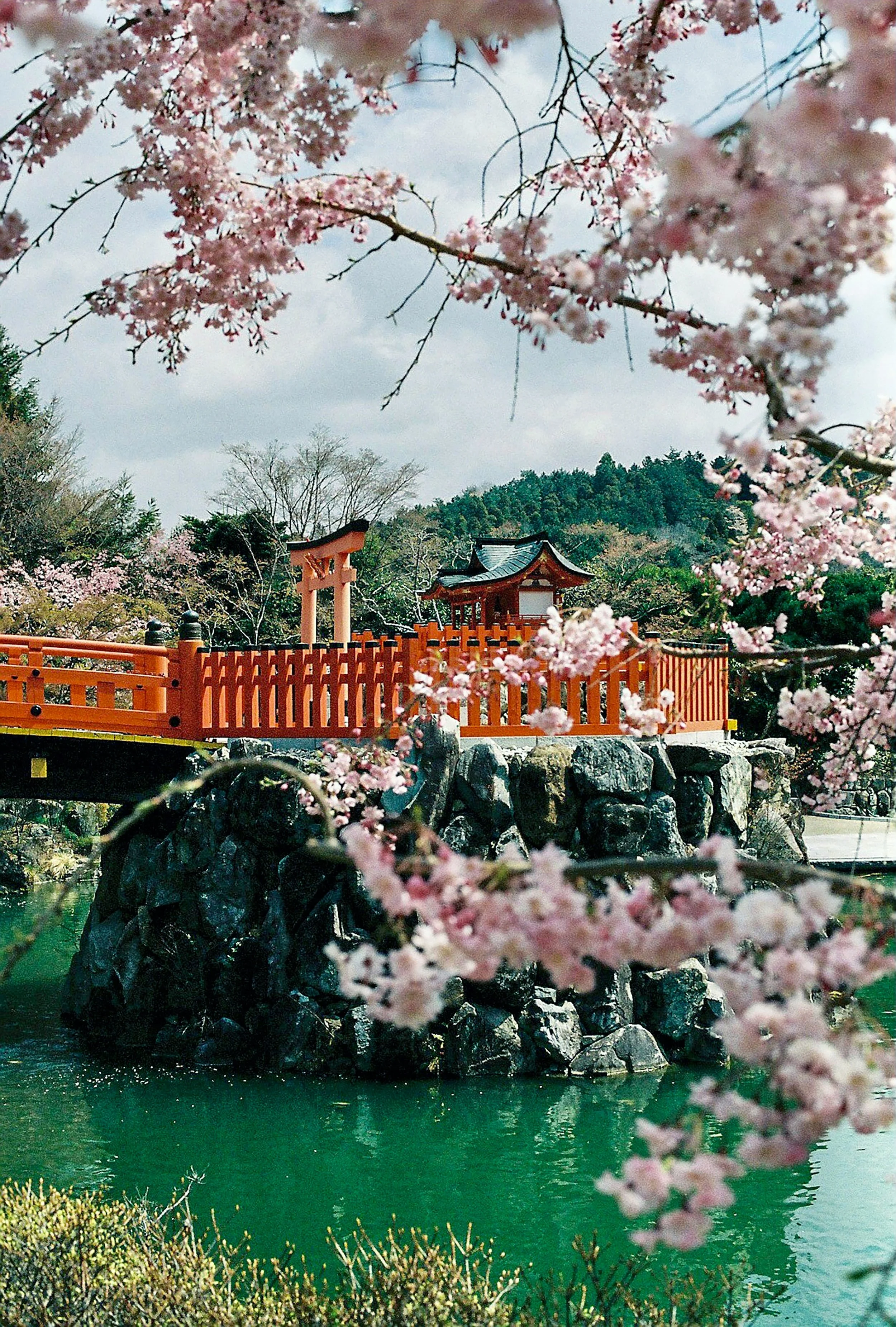 3 - Japan Cherry Blossoms.jpg