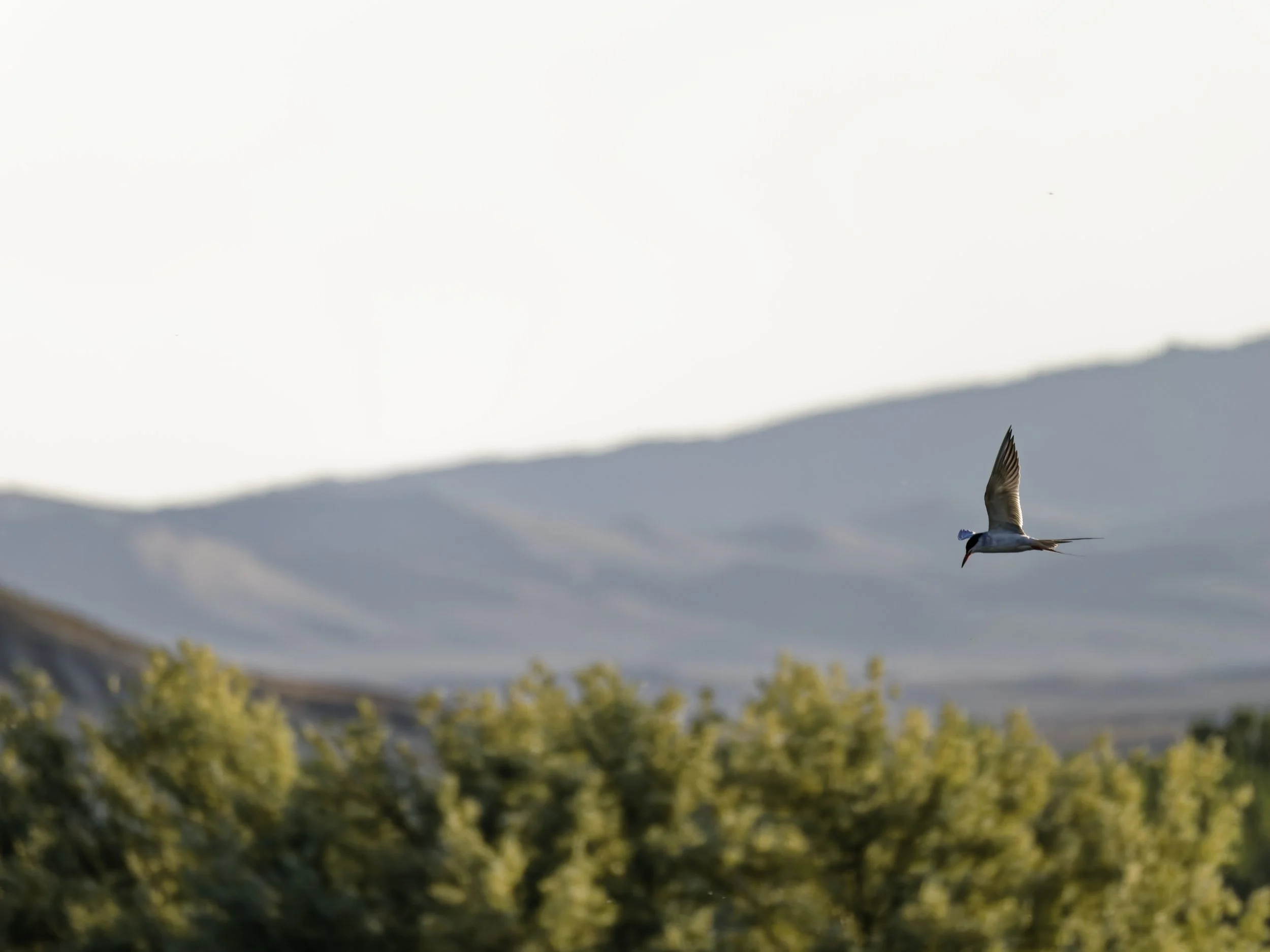 Foesters Tern