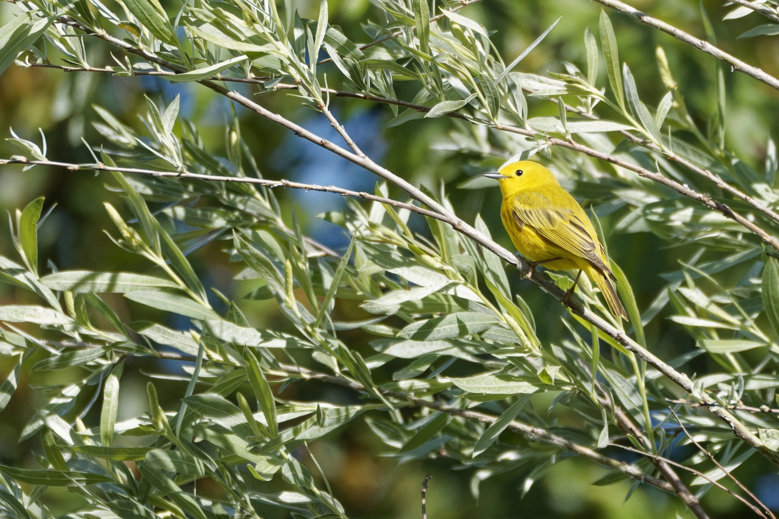 Yellow Warbler