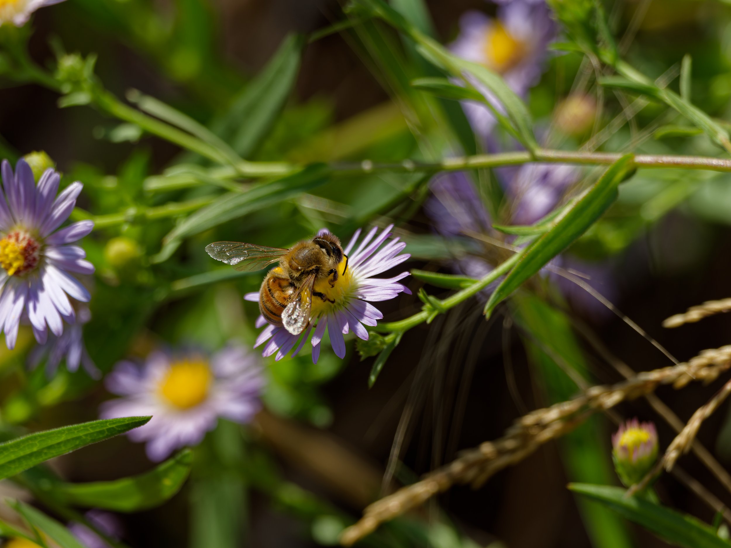 Bee