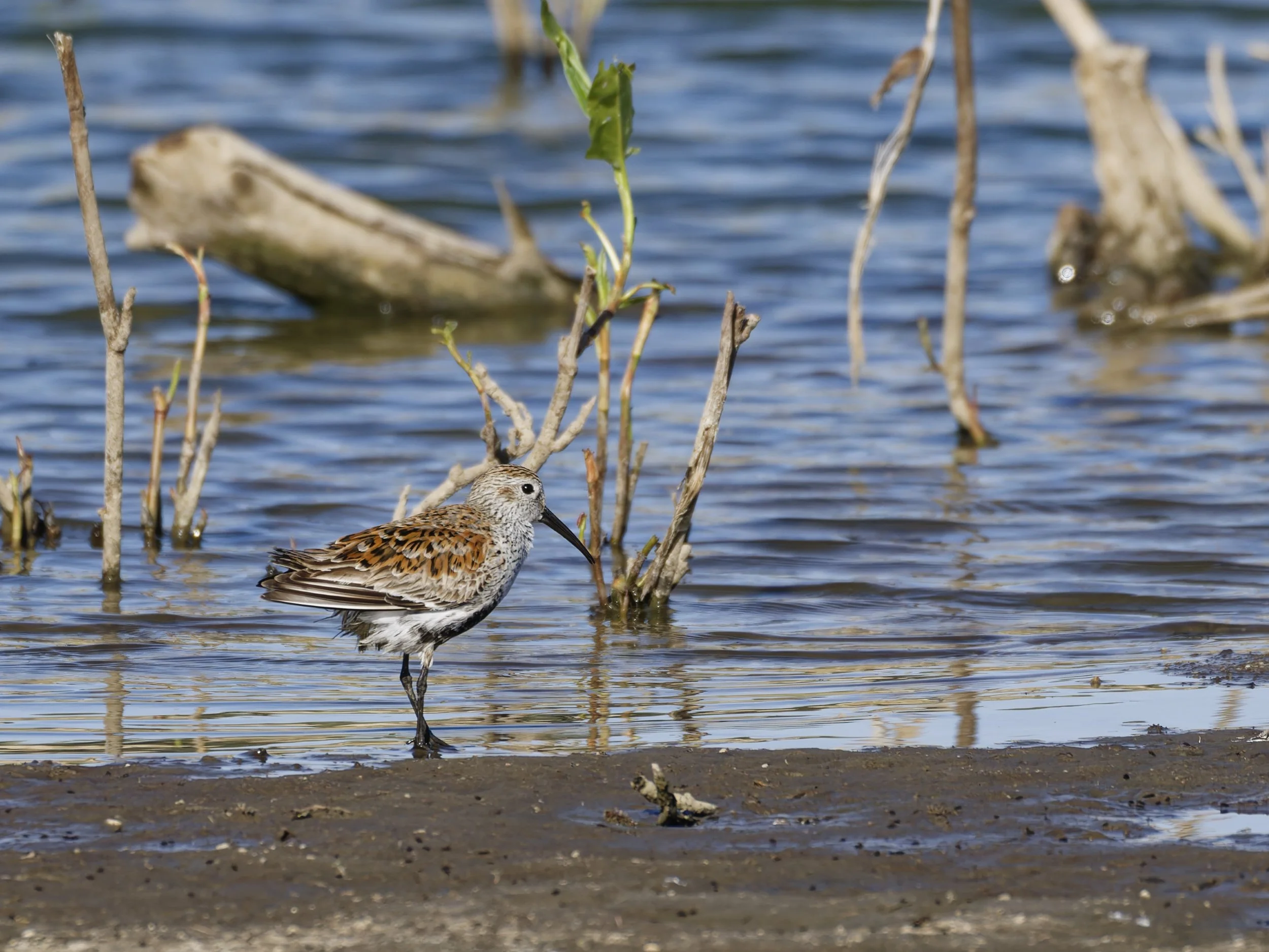 Dunlin