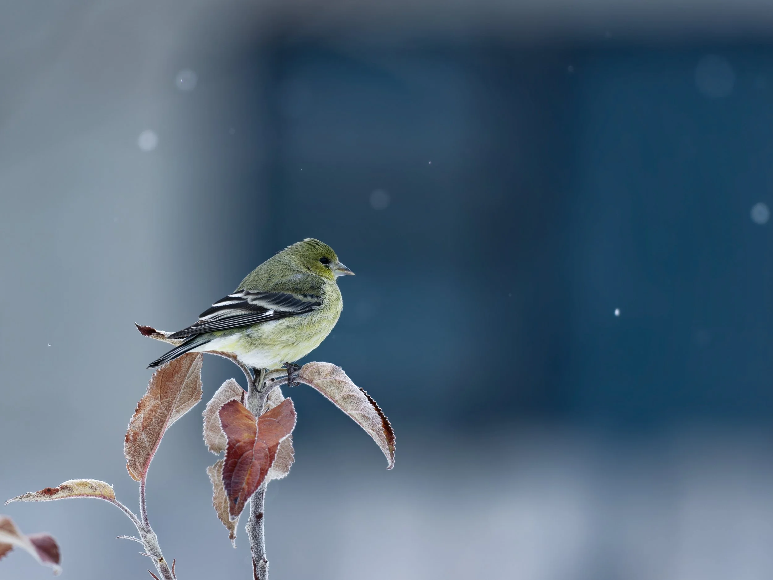 Goldfinch