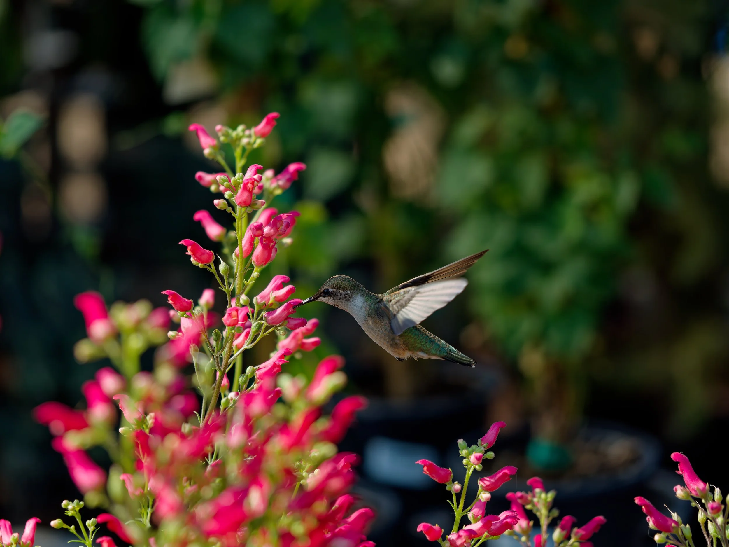 Black Throated Hummingbird
