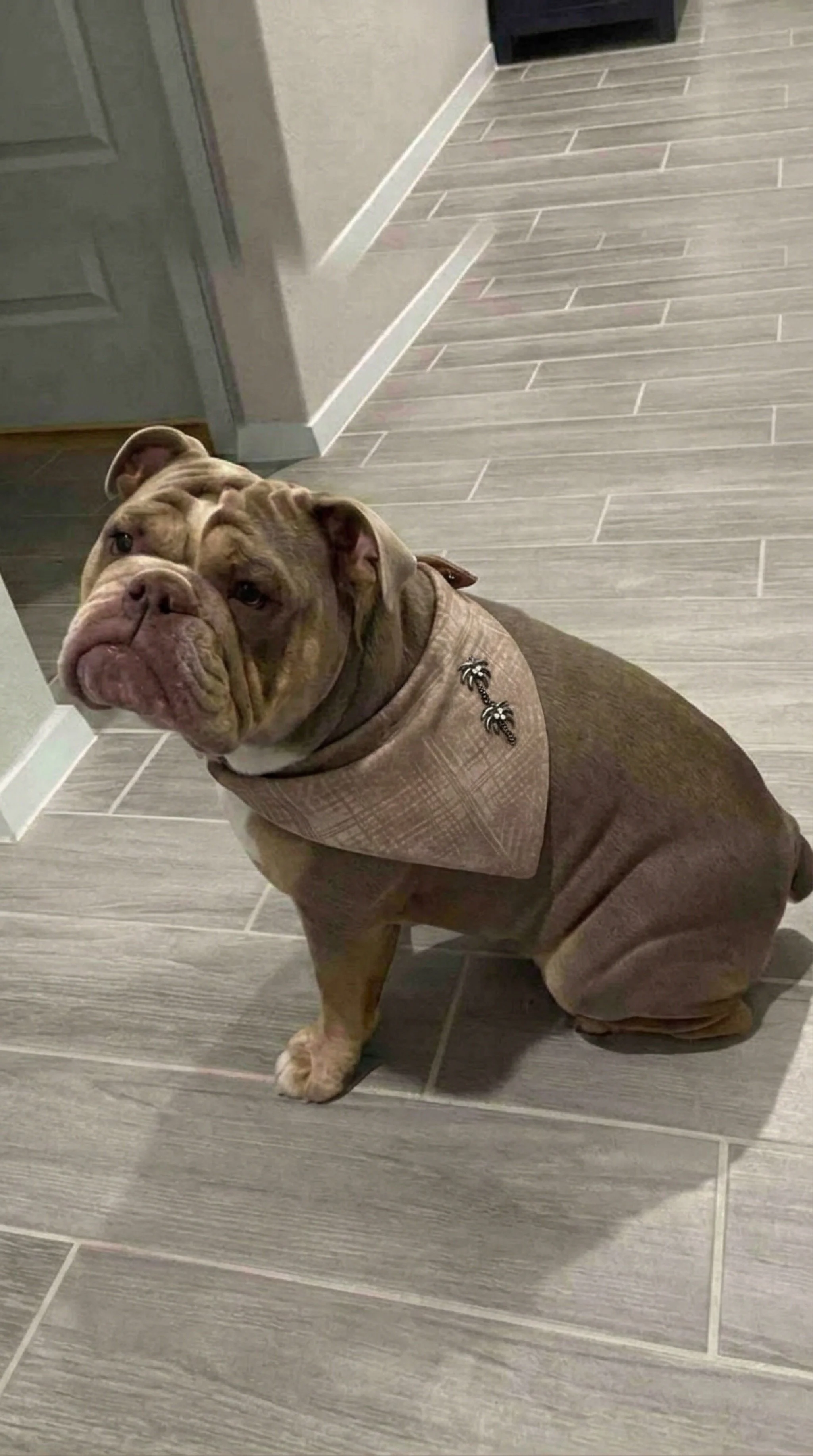 Light Brown Print Pet Bandana with Palm Tree Embellishment