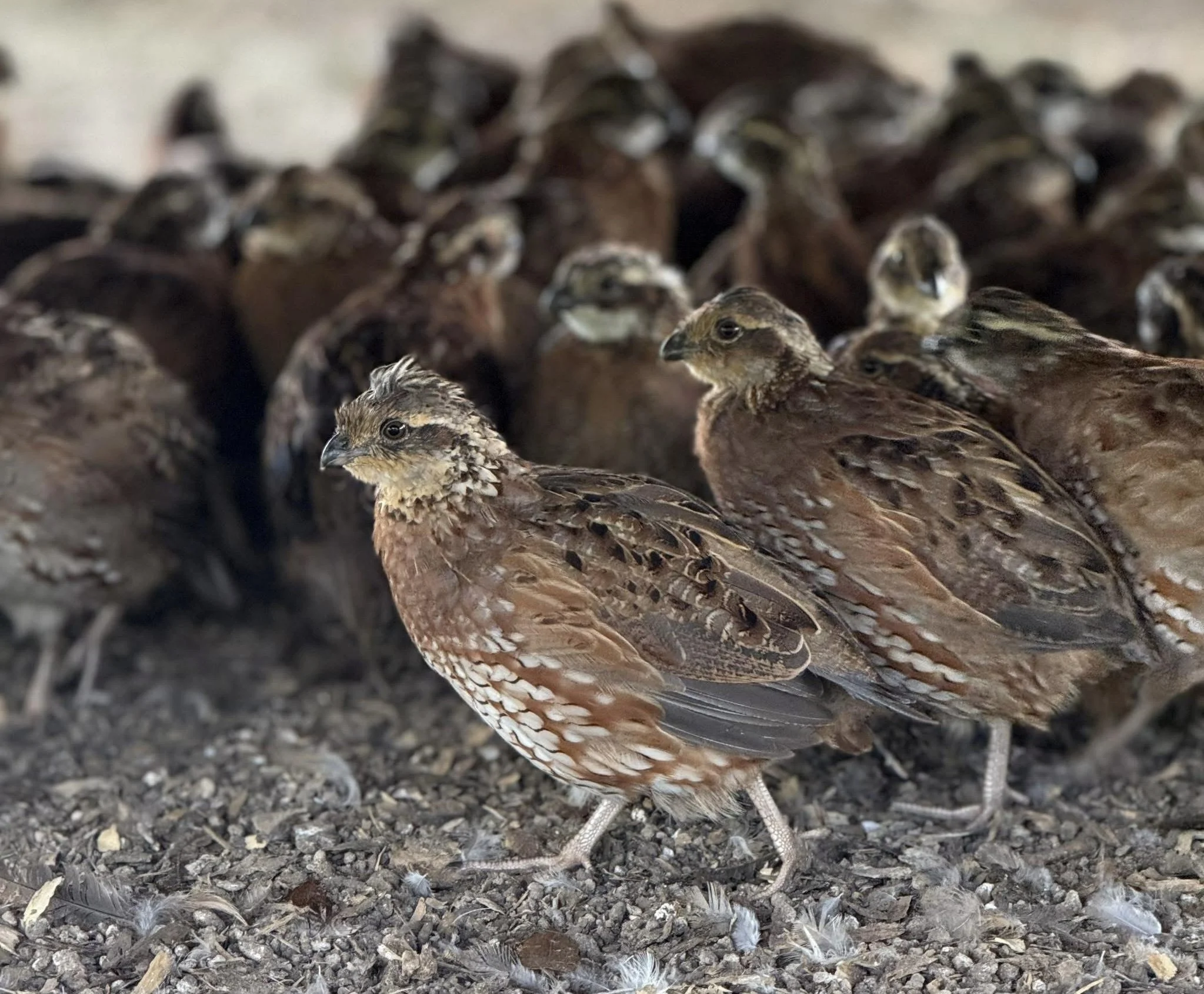 Group of quail birds standing on ground with dirt and feathers, with some doubles in the background.