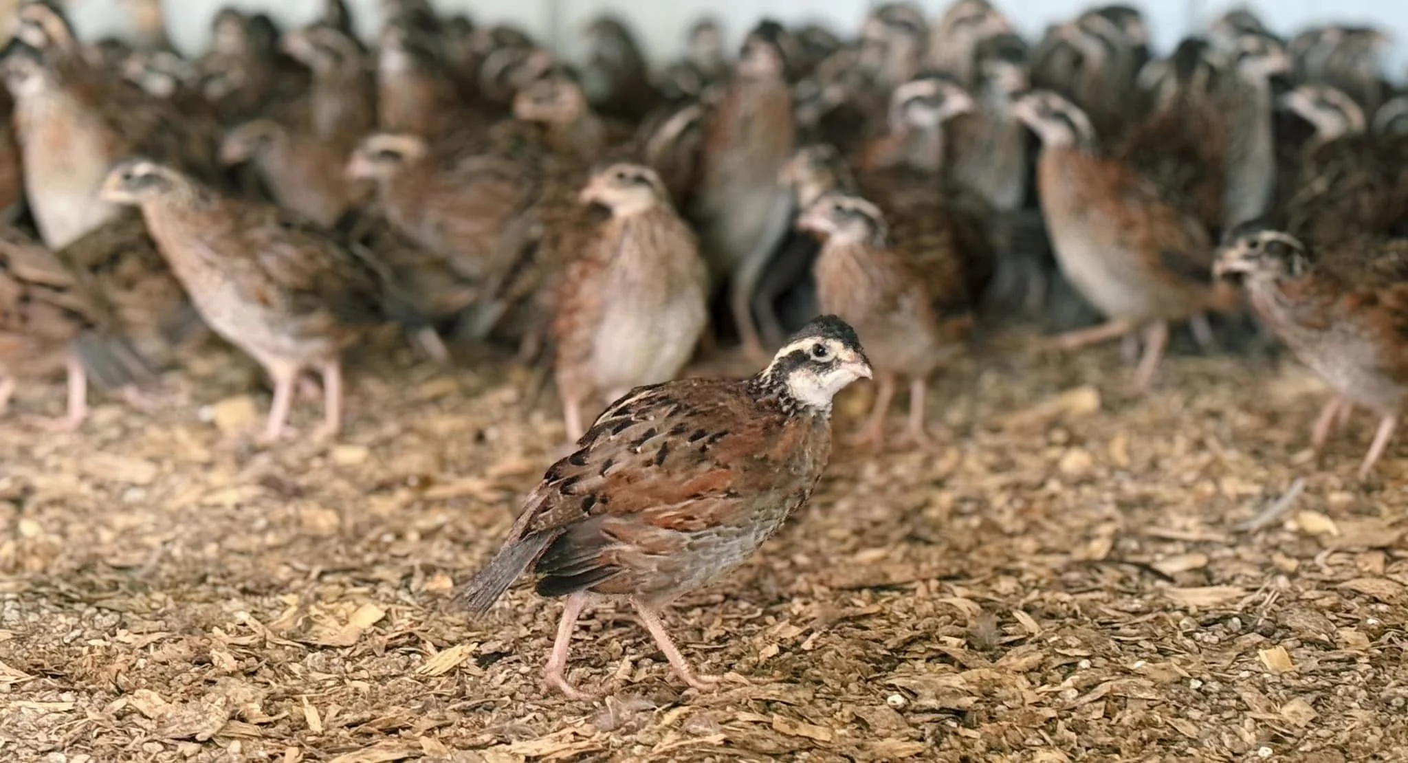 Welcome to Ethridge Quail Farm