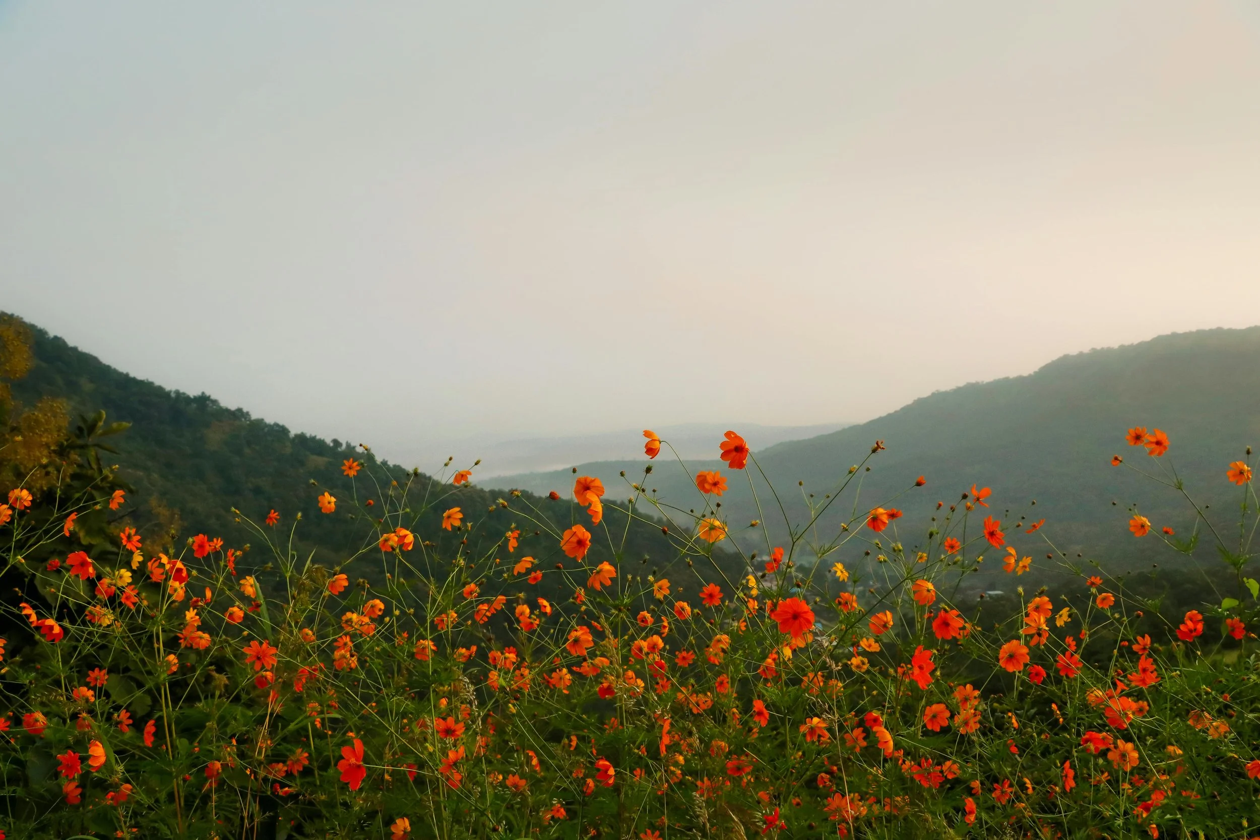 Field of orange flowers with green hills in the background under a hazy sky.