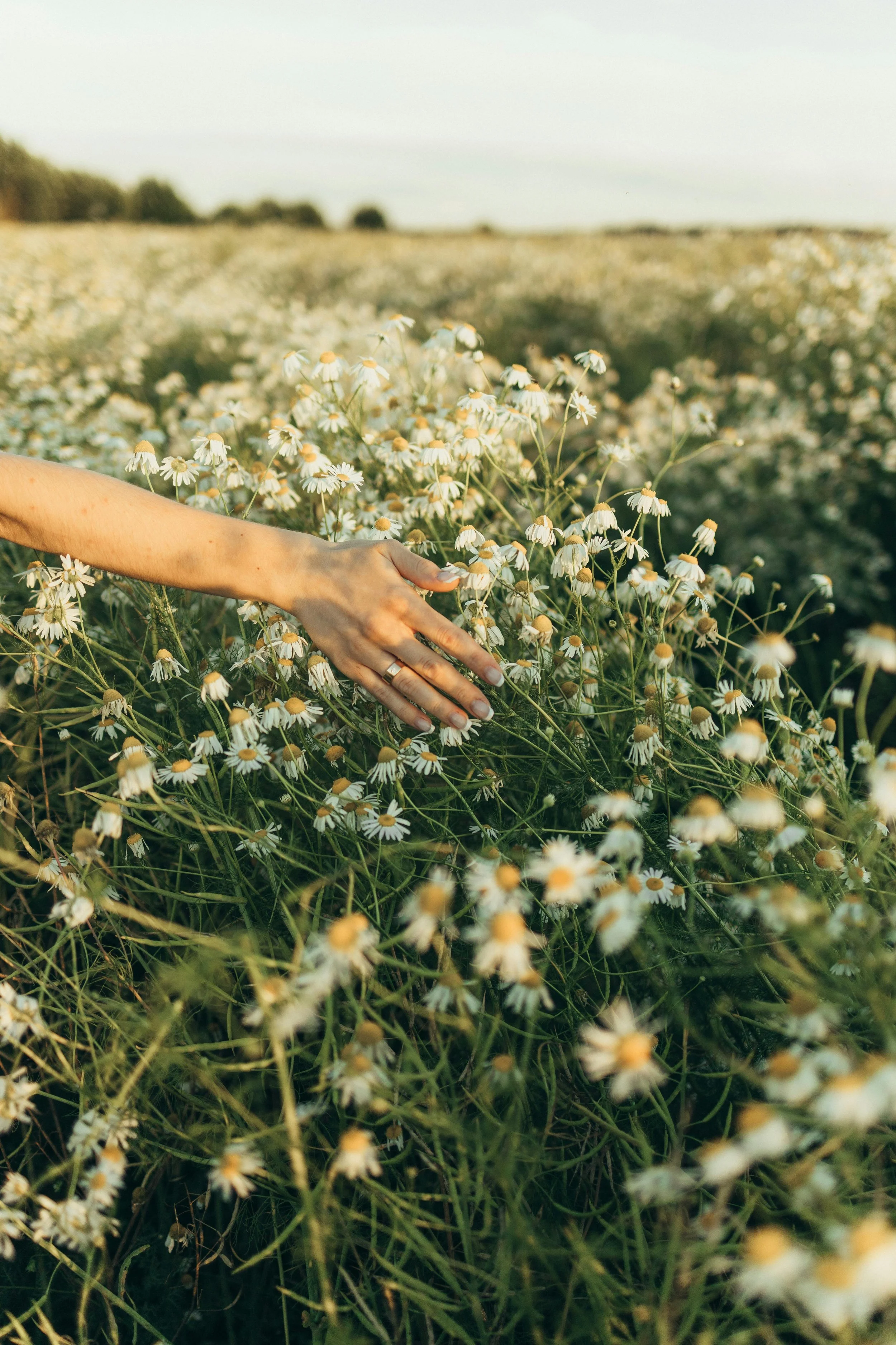A person’s hand with a wedding ring touches a field of blooming white daisies on a sunny day.