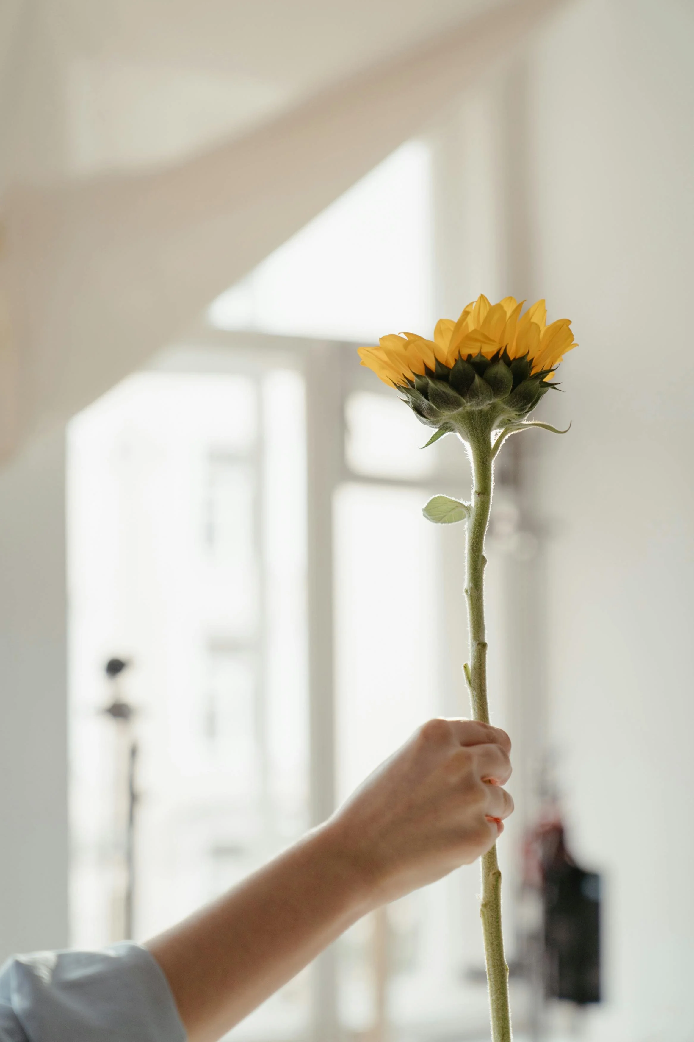 A person holding a yellow sunflower indoors near a window with blurred background.