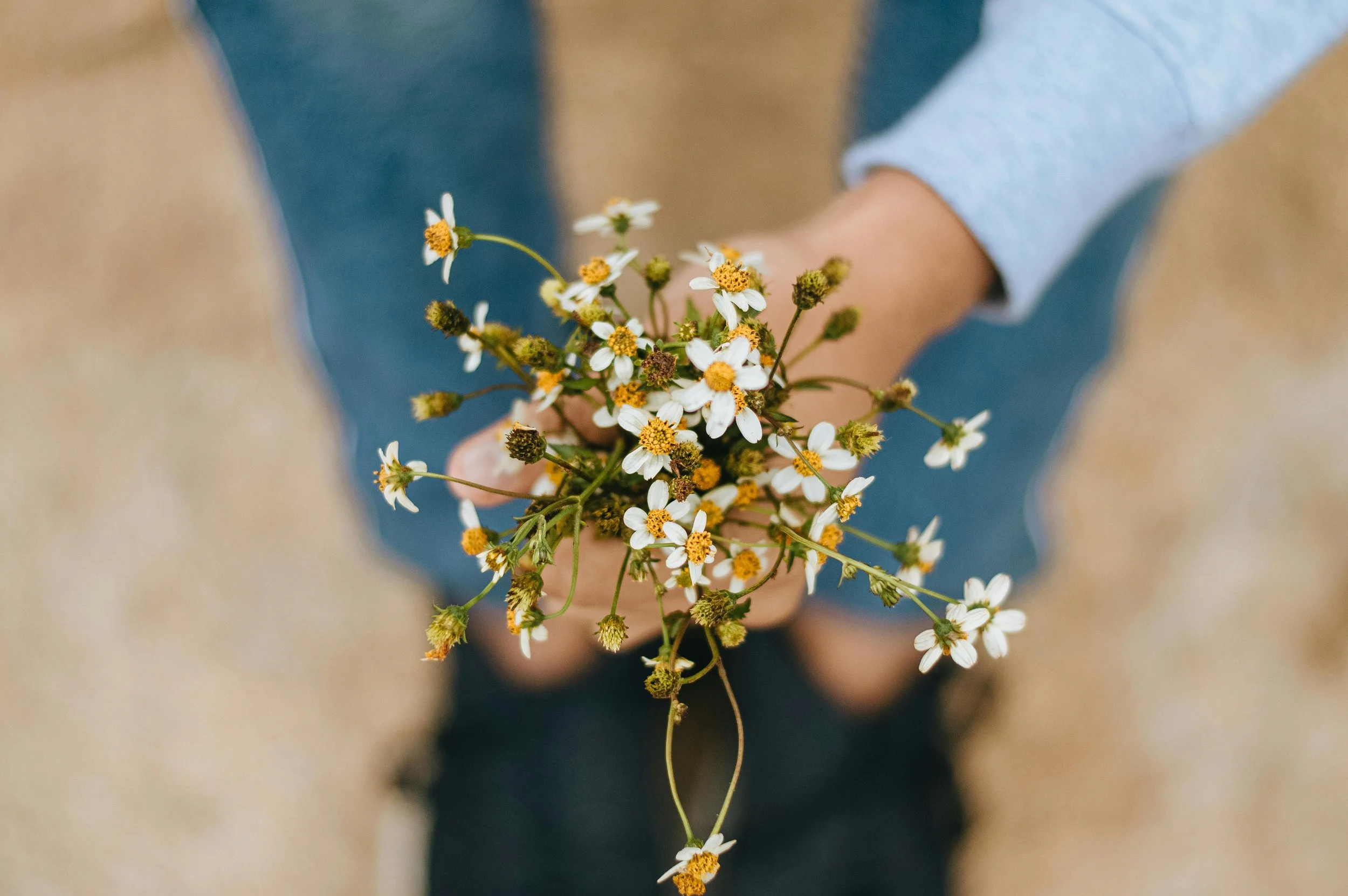 Person holding a small bouquet of white daisies with yellow centers.