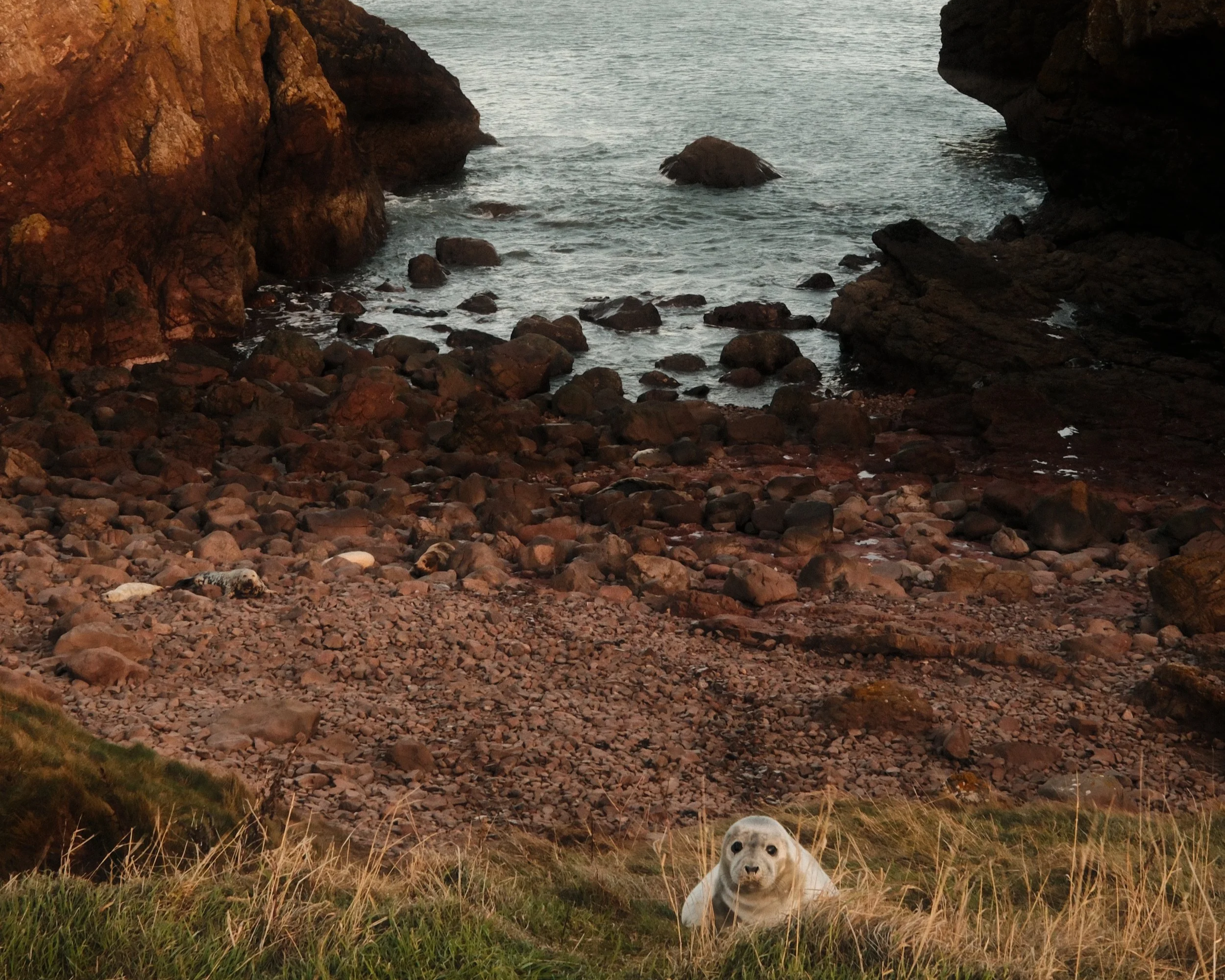 Seal - St-Abbs