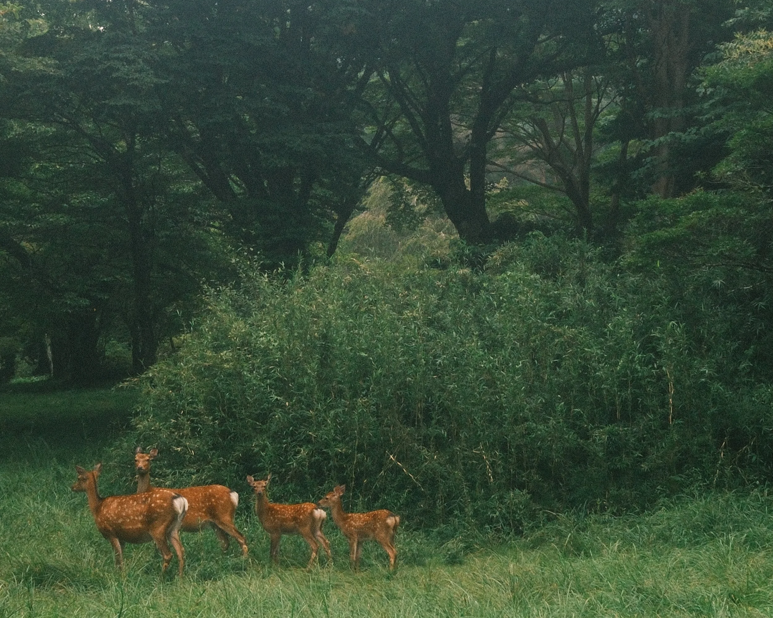 Deers - Hakone