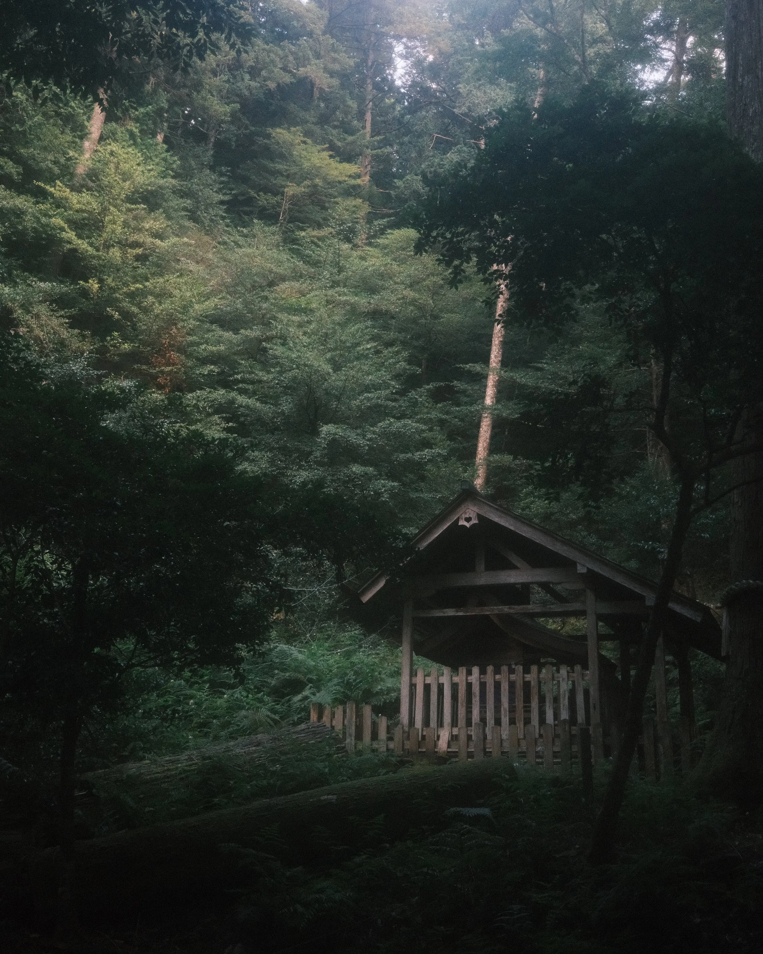 Forest - Kyoto