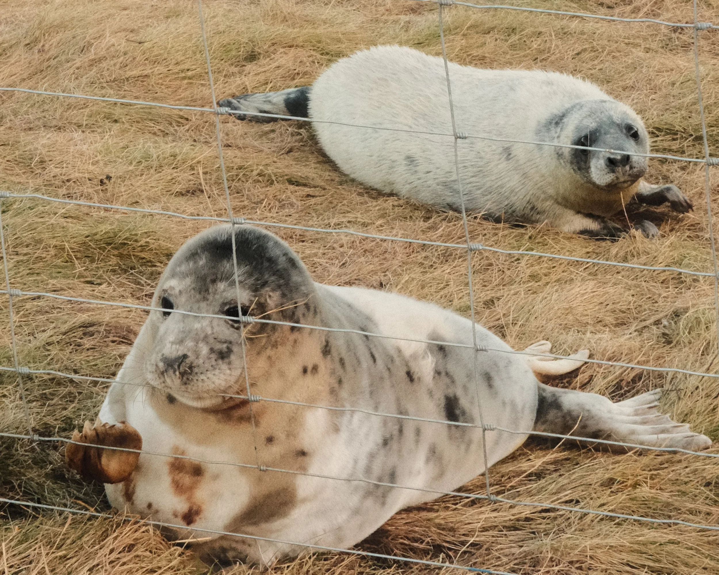 Seals - St-Abbs