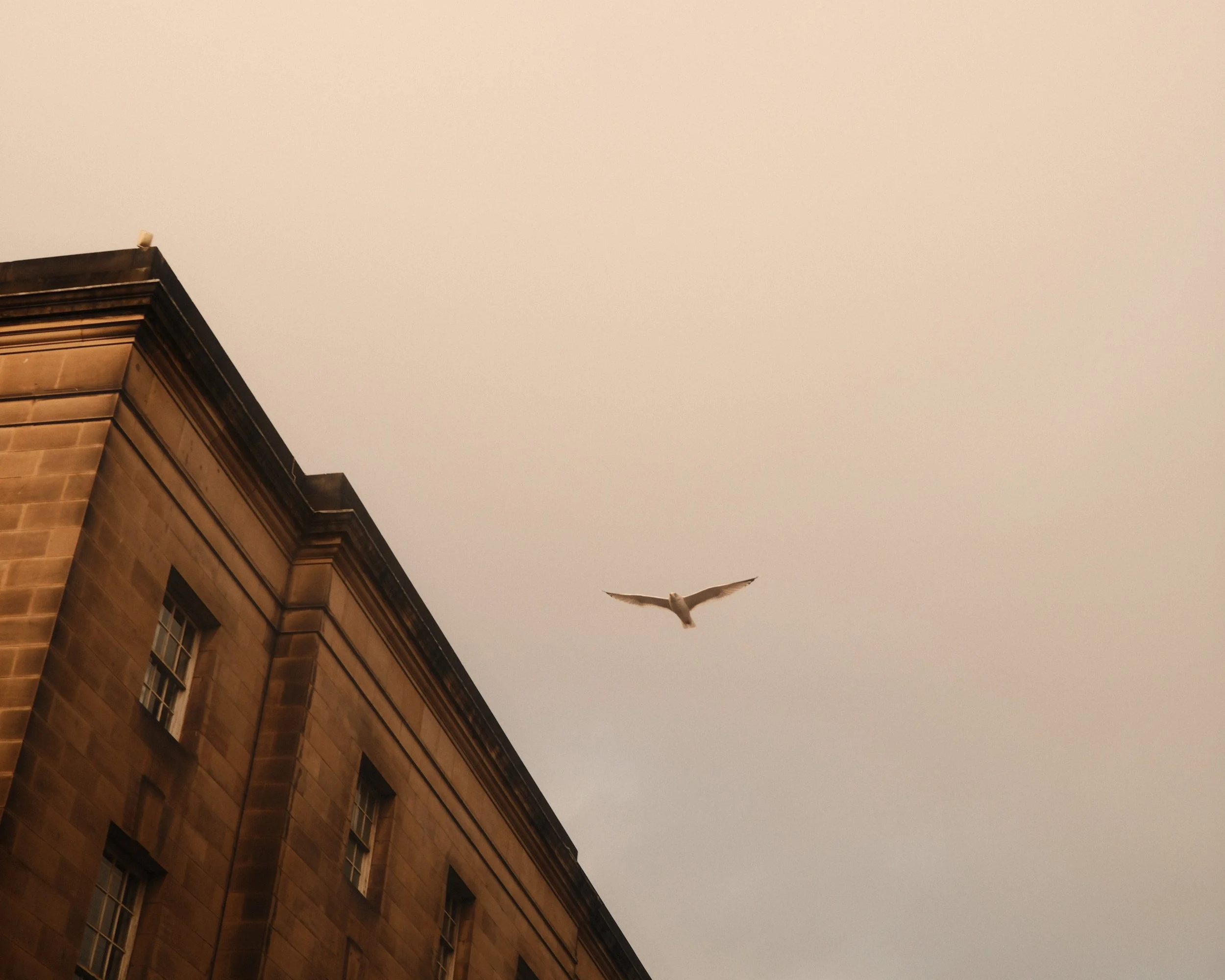 Bird - Edinburgh