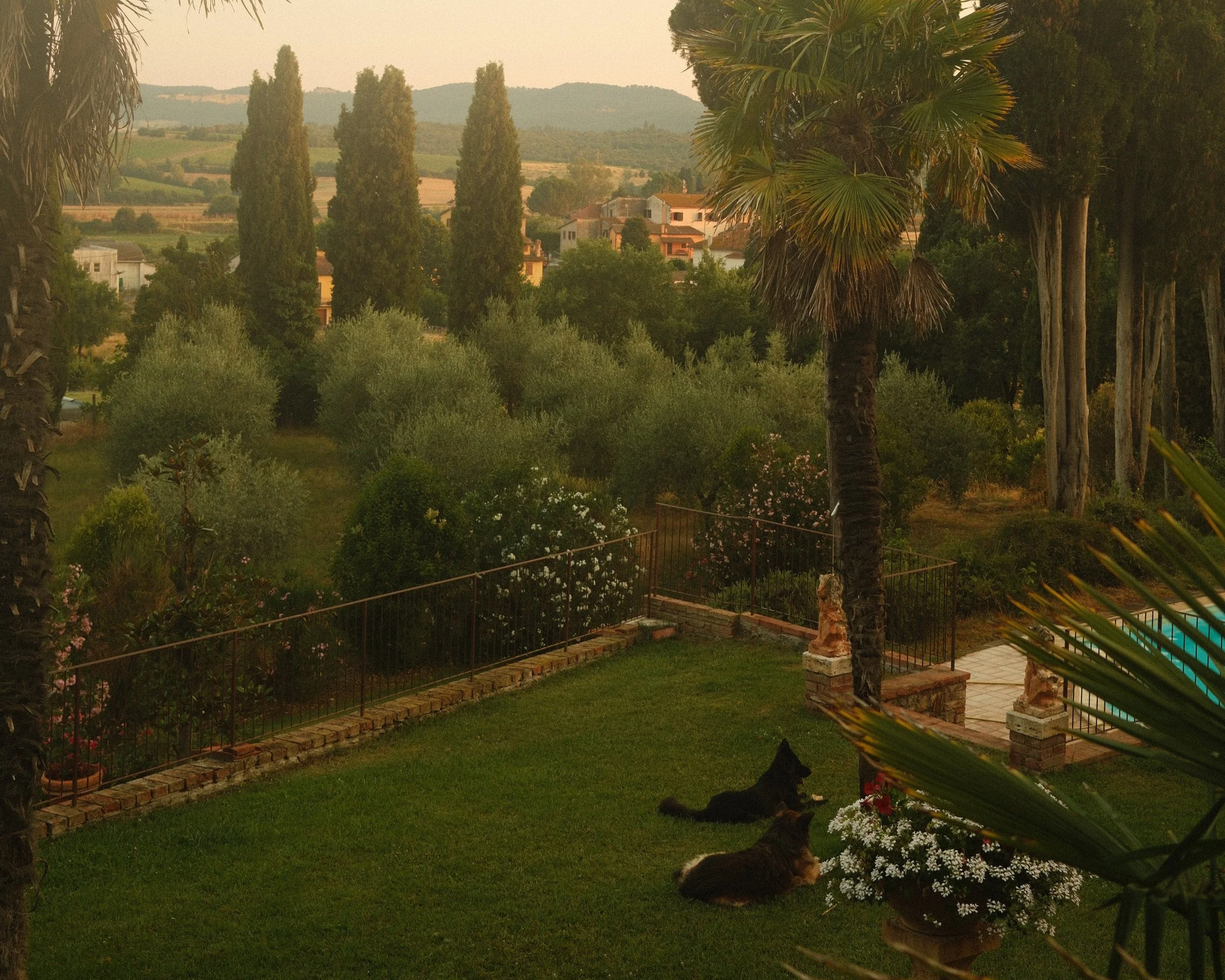 Dogs - Toscana