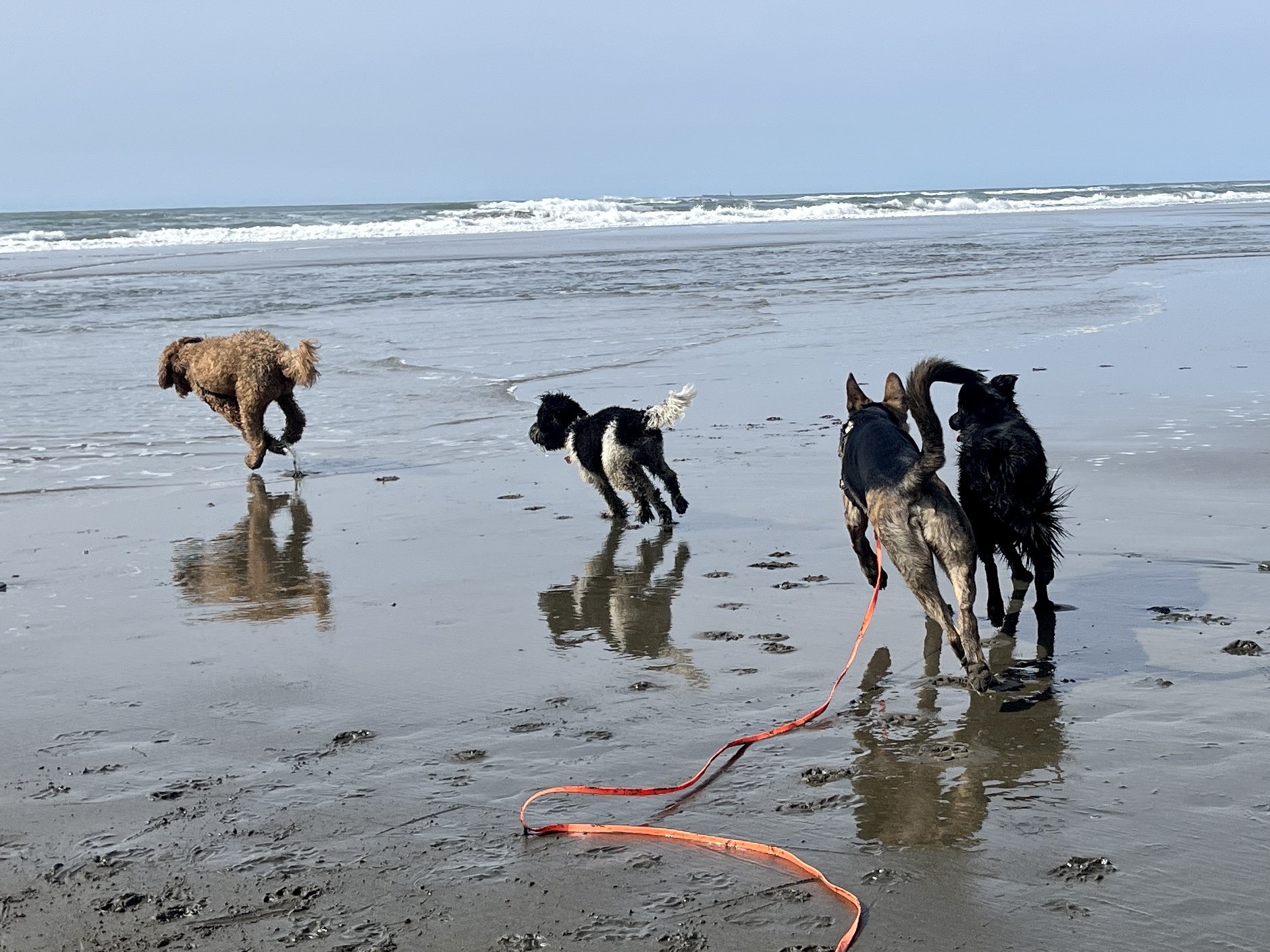 happy dogs running on a beach in San Francisco